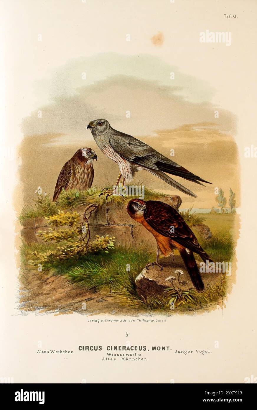 Die, Raubvögel, Deutschlands, und, des, angrenzenden, Mitteleuropas, Cassel, [Deutschland], Verlag, von, Theodor Fischer, 1876, Deutschland, Raubvögel, Falknerei, Europa, Osten, Zirkus, Pygargus, Montagu's harrier, die Szene zeigt drei Vögel auf einem Felsvorsprung in einer ruhigen Landschaft. Im Vordergrund zeigt ein kleiner, lebendiger Vogel ein reiches Gefieder, während ein größerer Vogel hoch mit einem schlanken Profil steht und seine beeindruckende Flügelspannweite zeigt. Ein dritter, schlankerer Vogel nimmt die linke Seite ein, mit subtilen Markierungen und einem seltsamen Verhalten. Der Hintergrund zeigt sanfte Hügellandschaften und Stockfoto