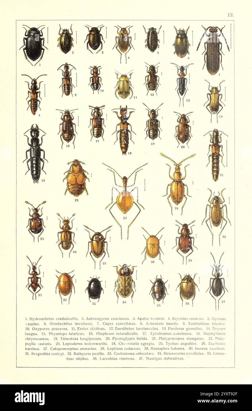 Zhuki Rossii i i zapadnoĭ Evropy, S.-Peterburg, Devrien, 1905-1915, Käfer, Europa, Sowjetunion, Eine Sammlung verschiedener Käferarten wird in einem Gitterformat gezeigt, in dem ihre einzigartigen Formen, Größen und komplizierten Details dargestellt werden. Jede Probe ist mit einer entsprechenden Nummer gekennzeichnet, die den spezifischen Käfertyp angibt. Die Vielfalt der Texturen und Muster dieser Insekten unterstreicht die Komplexität der entomologischen Klassifizierung. Die Anordnung betont die Unterschiede in der Morphologie zwischen den Arten, von langgestreckten Körpern bis hin zu abgerundeten Formen, und beinhaltet Variationen Stockfoto