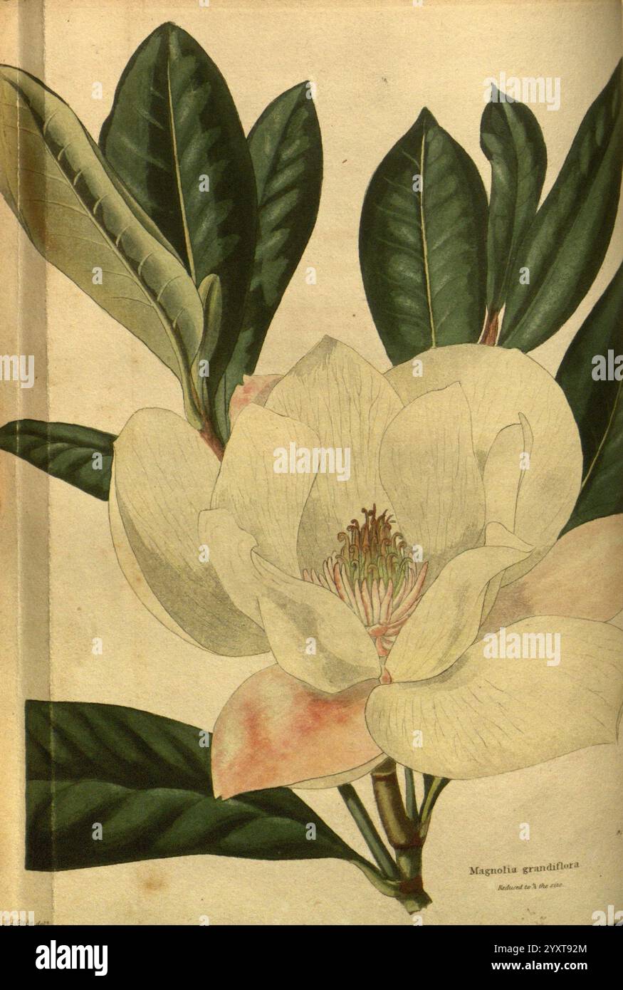 Das botanische Kabinett London John & Arthur Arch 1817-1833.jpg, Eine wunderschön illustrierte Darstellung einer Magnolia grandiflora, allgemein bekannt als die südliche Magnolie. Das Kunstwerk zeigt die große, cremeweiße Blume mit zarten, mehrschichtigen Blütenblättern, in der Mitte eine Reihe von auffälligen Staubblättern. Die Blüte wird von breiten, glänzend grünen Blättern umgeben, die die Eleganz der Blüte betonen. Die Komposition unterstreicht die natürliche Schönheit dieses blühenden Baumes, der für seine duftenden Blüten und sein markantes Laub geschätzt wird. Diese botanische Illustration zeigt beide komplizierte de Stockfoto