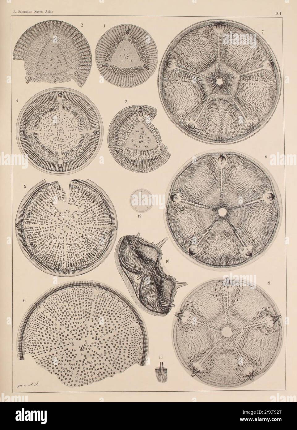 Atlas der Diatomaceen-Kunde, Leipzig, O.R. Reisland, 1874-19, Atlanten, Bacillariophyceae., diese Komposition enthält eine Sammlung von komplizierten Illustrationen, die verschiedene Arten von Kieselalgen zeigen, die für ihre einzigartigen Kieselgelzellwände bekannt sind. Jedes Exemplar ist sorgfältig detailliert und zeigt eine Reihe von Formen und Mustern. Die Bilder sind nummeriert, was die Vielfalt der Form hervorhebt, einschließlich kreisförmiger, ovaler und sternförmiger Strukturen. Die feinen Linien und Texturen unterstreichen die Komplexität dieser mikroskopisch kleinen Organismen und zeigen ihre Bedeutung für aquatische Ökosysteme Stockfoto