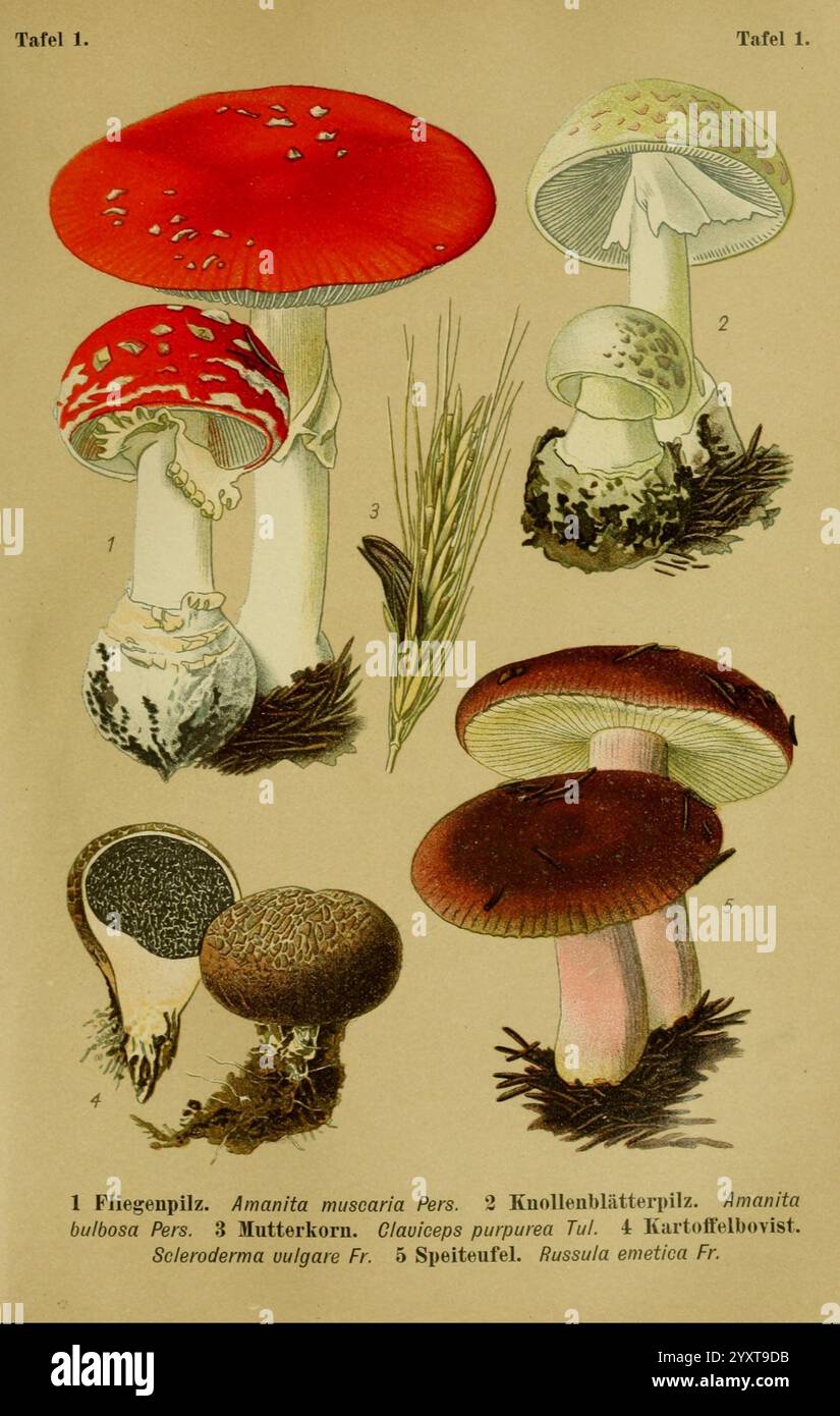 Die Giftpflanzen Deutschland. Braunschweig, F. Vieweg, 1910. Deutschland, giftige Pflanzen, eine Illustration, die verschiedene Pilzarten zeigt, jede mit ihren Namen auf Deutsch gekennzeichnet. Der erste Pilz mit einer hellroten Kappe, die mit weißen Flecken verziert ist, wird als „Amanita muscaria“ identifiziert. Darunter befinden sich zwei Pilze: Einer mit einer bauchigen Form und ein anderer, der schlanker zu sein scheint. Zu den anderen dargestellten Arten gehören ein weißer Pilz mit glatter Kappe und ein brauner, strukturierter Pilz. Um sie herum befinden sich zarte Grashalme, die die natürliche Umgebung verbessern. Diese Bildungsvertretung Stockfoto