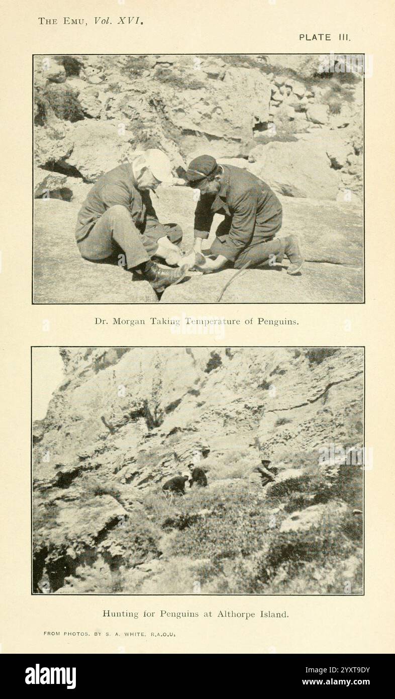Die EMU Melbourne Royal Australasian Ornithologists Union 1901, Australasia Birds Ornithology Periodicals, zeigt zwei Tafeln, die Szenen aus der Pinguinforschung darstellen. Auf der oberen Tafel zeigt Dr. Morgan, der Hut und Mantel trägt und sorgfältig die Temperatur von Pinguinen in einer rauen Umgebung im Freien misst und einen praxisorientierten Ansatz für Wildtierstudien demonstriert. Das untere Panel zeigt einen Fernblick auf eine felsige Landschaft auf Althorpe Island, wo Individuen auf der Jagd nach Pinguinen beobachtet werden, was die Bemühungen um den Schutz und die Forschung von Pinguinen in ihrem natürlichen Lebensraum veranschaulicht. Die sc Stockfoto