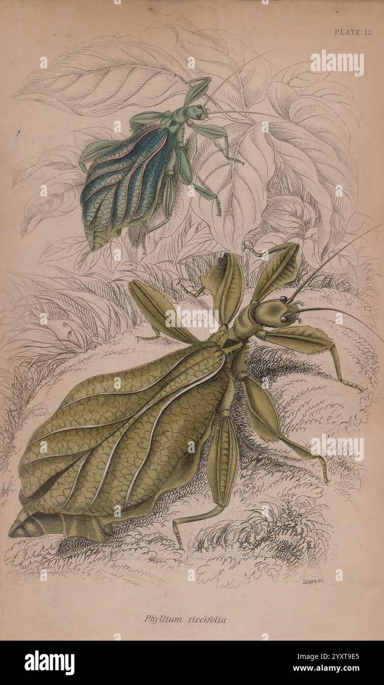 Die Naturforscher-Bibliothek, Edinburgh, W. H. Lizars, 1833, Insekten, Insekten, Entomologie, die Illustration zeigt Phyllium giganteum, allgemein bekannt als das Riesenblattinsekt, detailliert und lebendig dargestellt. Diese faszinierende Kreatur ahmt das Erscheinungsbild von Blättern nach und unterstreicht seine bemerkenswerte Tarnfähigkeit. Das Insekt wird in einer natürlichen Umgebung gezeigt, umgeben von Laub, das seine blattartigen Eigenschaften unterstreicht. Darüber befindet sich ein kleineres Insekt, möglicherweise eine andere Art von Blattmimimik, ebenfalls mit komplizierten Details und lebhaften Farben, die das Thema der Natur verstärken Stockfoto