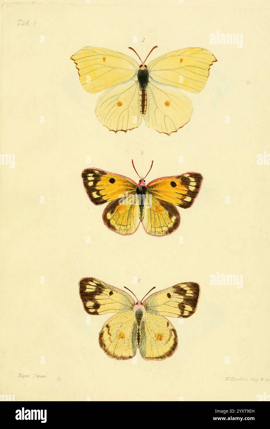 Beschreibungen und Figuren einiger neuer lepidopterer Insekten hauptsächlich aus Nepal London Longman Brown Green and Longmans 1846 Schmetterlinge Sammlung und Konservierung 1835 Hardwicke Thomas Lepidoptera Nepal Bildwerke Arthropoda, diese Illustration zeigt drei unterschiedliche Schmetterlingsarten, die vertikal angeordnet sind. Der oberste Schmetterling zeigt zarte gelbe Flügel mit dezenten orangen Flecken an den Kanten, die sich durch seine breite und abgerundete Form auszeichnen. Das mittlere Exemplar zeigt eine lebhafte Farbpalette, die Gelb und Orange mit auffälligen schwarzen Mustern auf den Flügeln kombiniert und die visuelle App verbessert Stockfoto