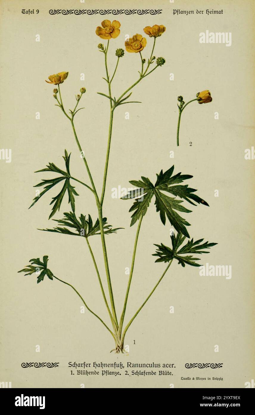 Pflanzen der Heimat Leipzig, Quelle und Meyer, 1913, Deutschland, Bildwerke, Pflanzen, der New York Botanical Garden, Ranunculus acris, die Illustration zeigt eine detaillierte botanische Darstellung des Ranunculus acris, allgemein bekannt als Wiesen-Butterblume. Die Pflanze zeichnet sich durch ihre zarten gelben Blüten aus, die an der Spitze deutlich sichtbar sind, mit einem detaillierten Einzelexemplar und einer Knospe als Referenz. Die Blätter, die als palmatisch und tief gelappt beschrieben werden, sind an der Basis des Stiels zu sehen. Zusätzlich wird die Zusammensetzung durch numerische Beschriftungen ergänzt, die verschiedene Teile o kennzeichnen Stockfoto