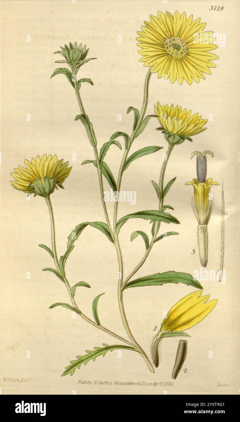 Curtis's Botanical Magazine, London, New York, Botanik, Zeitschriften, Bildwerke, Curtis, diese Illustration zeigt eine leuchtend gelb blühende Pflanze mit mehreren Blüten an der Spitze ihres Stängels, die eine Mischung aus abgerundeten und langen Blütenblättern zeigt. Der Stiel ist schlank und grün und mit schmalen, zerklüfteten Blättern geschmückt, die sich entlang ihrer Länge abwechseln. Neben der Hauptpflanze gibt es detaillierte Zeichnungen der Blütenstruktur, einschließlich Ansichten der Blüten in voll- und teilweise geöffneter Form, sowie eine Darstellung des Blütenkopfes der Pflanze aus einem Seitenwinkel. Die Zahlen geben an, ob sie eine bestimmte Zahl haben Stockfoto