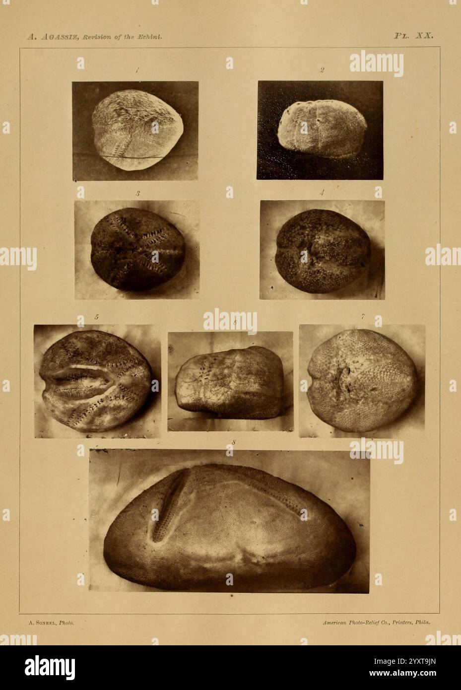 Revision der Echini, Cambridge, Mass, University Press, 1872-1874, Klassifizierung, Echinodermata, Seeigel, Museum of Comparative Zoology, die Komposition enthält eine Reihe von detaillierten Illustrationen, die verschiedene Muschelexemplare zeigen, die jeweils als Referenz nummeriert sind. Diese Schalen weisen eine Reihe von Formen und Texturen auf, was ihre einzigartigen Eigenschaften unterstreicht. Die obere Reihe zeigt eine Auswahl kleinerer, länger gestreckter Schalen, während die untere Reihe größere, deutlich geformte Exemplare enthält, die die Vielfalt dieser Kategorie natürlicher Objekte veranschaulichen. Das Display wird emphasi angezeigt Stockfoto