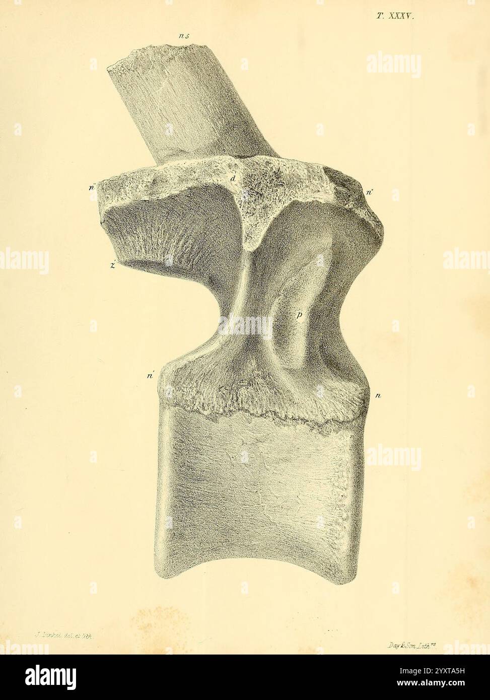 Eine Monografie über die fossilen Reptilien der Kreideformationen, London, gedruckt für die Palæontographical Society, 1851-64, Großbritannien, Paläontologie, Kreidezeit, Reptilien, Fossilien, fossile Geschichten, diese Illustration zeigt eine detaillierte anatomische Untersuchung eines Wirbels und zeigt seine komplexe Struktur. Das Bild hebt verschiedene Merkmale hervor, wie den Spinalprozess, die transversalen Prozesse und das vertebrale Foramen. Jedes beschriftete Teil veranschaulicht die einzigartigen Eigenschaften des Wirbels und betont die komplizierten Konturen und Oberflächenstrukturen. Die präzisen Linien und Schattierungen fördern die Tiefe und sorgen für eine optimale Leistung Stockfoto