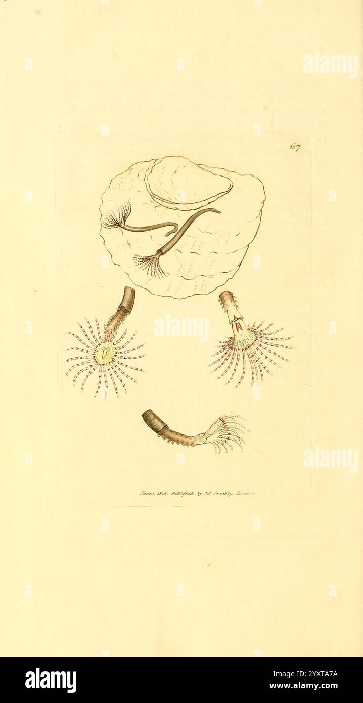 The British Miscellany, London, gedruckt von R. Taylor & Co, verkauft von J. Sowerby, von White, Johnson, Symonds und allen anderen Buchhändlern, 1806, Großbritannien, Bildwerke, Zoologie, James Sowerby, Amphitrit rosea, Polychaeta, Taxonomie: Class= Polychaeta, histsciart, James Sowerby, Großbritannien, die Abbildung zeigt eine detaillierte Untersuchung der Meereslebewesen mit einem zentralen geschwungenen Wesen, das aus einer strukturierten Schale oben auftaucht. Um sie herum befinden sich drei kleinere Organismen, von denen jede zahlreiche zarte Tentakel aufweist, die sich nach außen erstrecken und eine lebendige Anzeige von Radialsymmetrien zeigen Stockfoto The British Miscellany, London, gedruckt von R. Taylor & Co, verkauft von J. Sowerby, von White, Johnson, Symonds und allen anderen Buchhändlern, 1806, Großbritannien, Bildwerke, Zoologie, James Sowerby, Amphitrit rosea, Polychaeta, Taxonomie: Class= Polychaeta, histsciart, James Sowerby, Großbritannien, die Abbildung zeigt eine detaillierte Untersuchung der Meereslebewesen mit einem zentralen geschwungenen Wesen, das aus einer strukturierten Schale oben auftaucht. Um sie herum befinden sich drei kleinere Organismen, von denen jede zahlreiche zarte Tentakel aufweist, die sich nach außen erstrecken und eine lebendige Anzeige von Radialsymmetrien zeigen Stockfoto