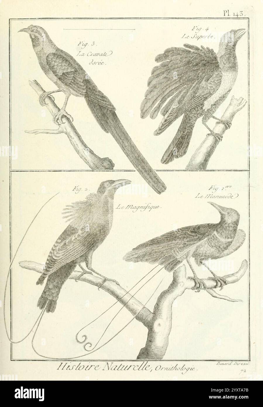 Tableau encyclopédique et méthodique des trois règnes de la Nature, A Paris, Chez Mme. veuve Agasse, 1823, Vögel, Bildwerke, die Illustration zeigt vier verschiedene Vogelarten, die jeweils auf Zweigen thront. Die beiden obersten Vögel sind im Flug dargestellt und heben ihre ausgestreckten Flügel hervor. Der erste Vogel auf der linken Seite trägt die Bezeichnung „La Corneille“ und zeigt einen schlanken, lang gestreckten Körper mit einem charakteristischen Federmuster. Der zweite Vogel auf der rechten Seite, bekannt als Le Pipit, hat eine kompaktere Form und langgezogene Schwanzfedern, was ihm ein elegantes Aussehen verleiht. Im unteren Abschnitt fügen zwei hinzu Stockfoto