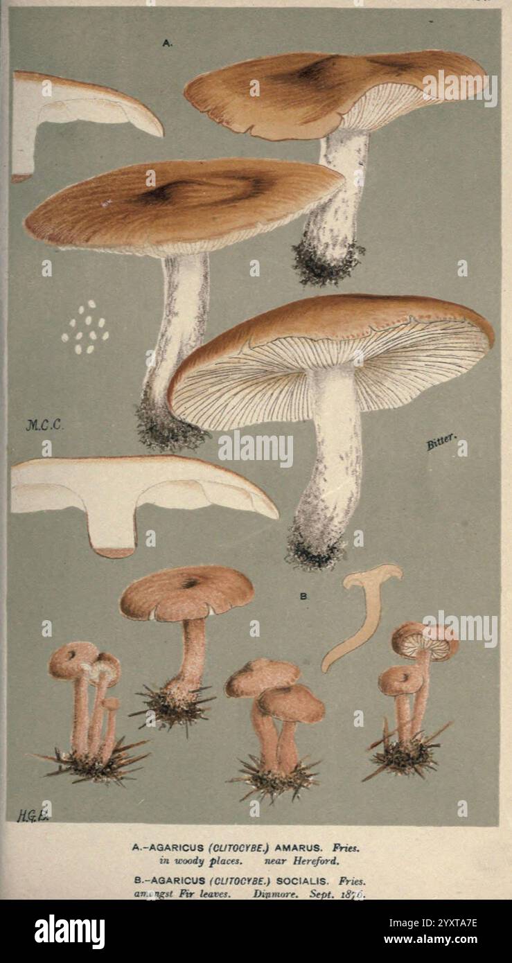 Illustrationen von, British, Pilze, (Hymenomycetes), an, dienen, als, an, atlas, an, das, "Handbuch, von, Britisch, Fungi', London, Williams und Norgate, 1881-91, Pilze, Großbritannien, die Illustration zeigt eine Vielzahl von Pilzarten mit Schwerpunkt auf der Gattung Amanita. Die markante Zeichnung in der Mitte zeigt die Kappe und Kiemen von Amanita amara, die sich durch ihre glatte, abgerundete Kappe und ihre strahlende Kiemenstruktur auszeichnen. Diese zentrale Figur umgibt detaillierte Darstellungen ähnlicher Arten, einschließlich Darstellungen ihrer eigenen Kappen, Kiemen und Stiele. Jede Zeichnung ist akribisch im Labor Stockfoto