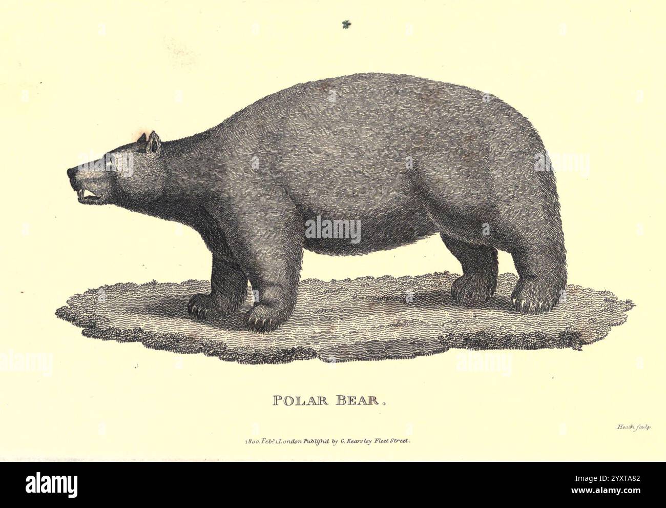 Allgemeine Zoologie oder systematische Naturgeschichte pt. 2. London, gedruckt für G. Kearsley, 1800-1826, Zoology, diese Illustration zeigt einen Eisbären in einem Seitenprofil. Der Bär wird mit einem robusten und abgerundeten Körper gezeigt, der sich durch sein dickes Fell und die kräftigen Beine auszeichnet. Zu den charakteristischen Merkmalen gehören eine leicht gestreckte Schnauze und kleine, abgerundete Ohren. Der Hintergrund bleibt einfach, sodass der Fokus auf den Eisbären selbst gerichtet bleibt. Unterhalb der Abbildung steht auf dem Etikett „EISBÄR“, was eine eindeutige Identifizierung der Art ermöglicht. Die Gesamtkomposition betont die Stärke des Bären und Stockfoto