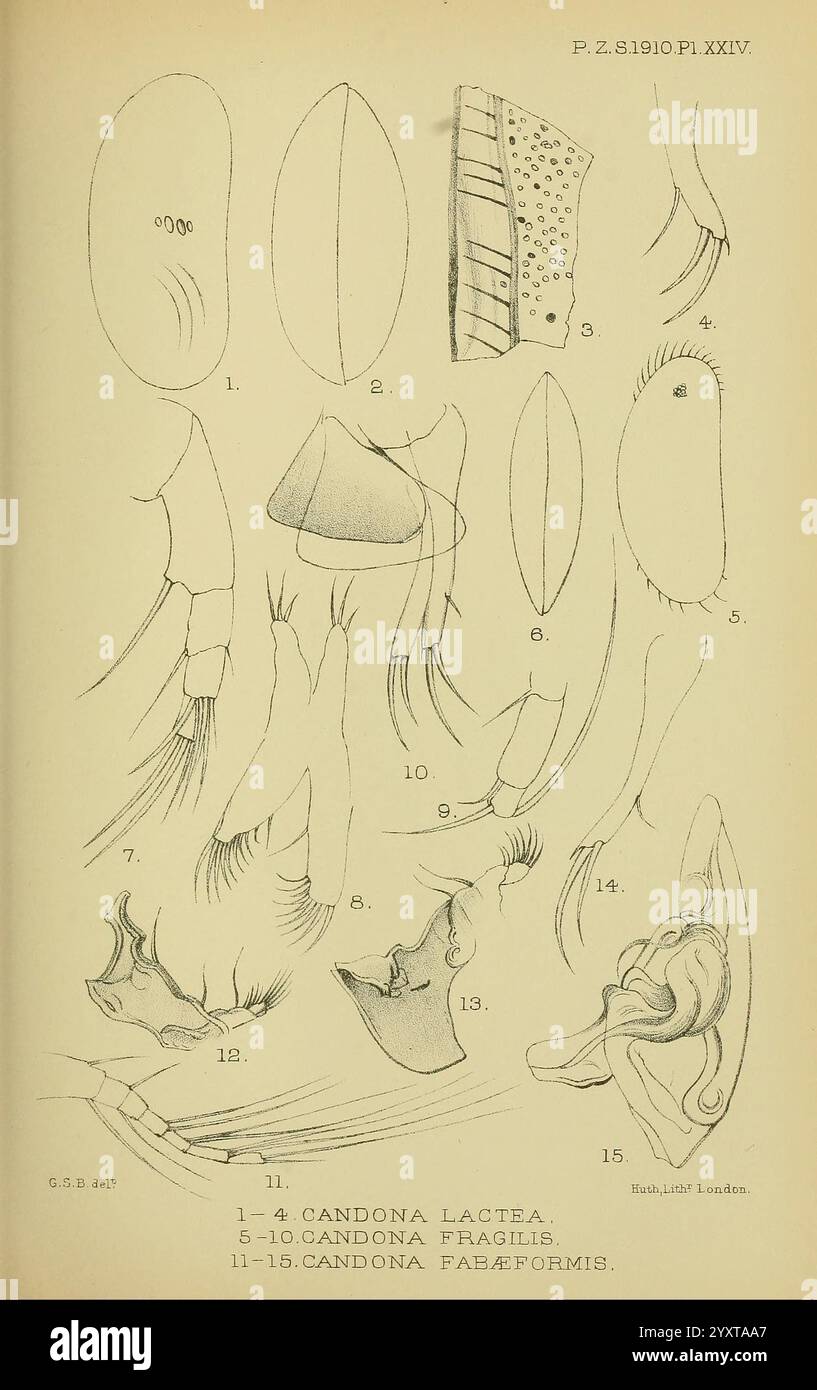 Die Illustration zeigt verschiedene detaillierte anatomische Skizzen verschiedener Arten innerhalb der Gattung Candona, einer Gruppe kleiner Krebstiere, die als Ostrakoden bekannt sind. Jede nummerierte Abbildung hebt spezifische morphologische Merkmale hervor, die für diese Arten charakteristisch sind, was die Identifizierung und Klassifizierung erleichtert. Die ersten vier Bilder zeigen verschiedene Ansichten und Strukturen von *Candona lactea*, einschließlich seines Panzers und seiner Anhängsel. Die folgenden Skizzen von fünf bis zehn zeigen *Candona fragilis*, Showin Stockfoto