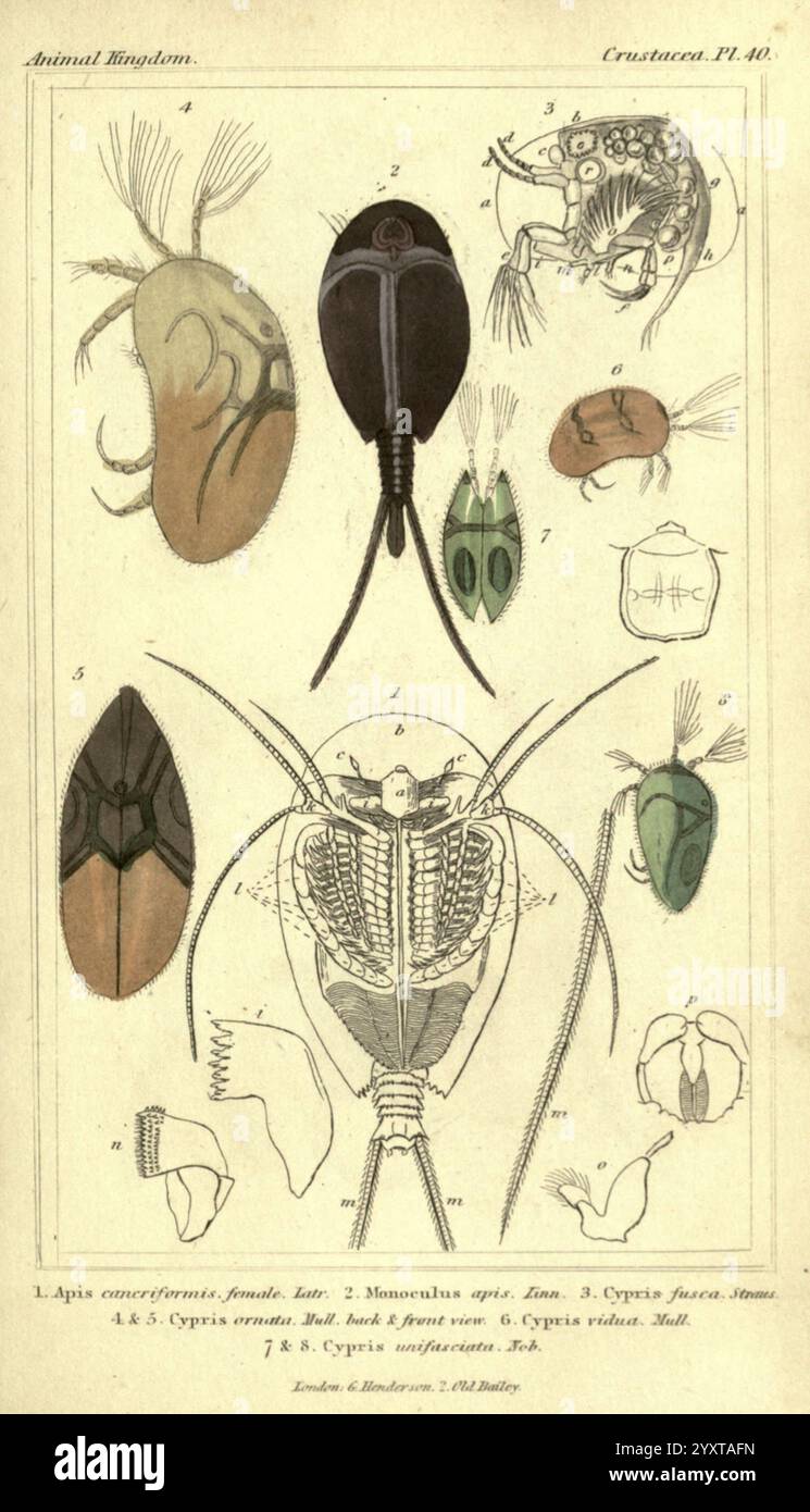 Das Tierreich, angeordnet nach seiner Organisation London, G. Henderson, 1834, London, London, London, die Abbildung zeigt eine detaillierte Untersuchung verschiedener Krebstiere, wobei verschiedene Arten und ihre anatomischen Strukturen dargestellt werden. Oben links ist das erste Exemplar mit der Bezeichnung Aspis crassicorneus beschriftet, was seine charakteristische Form und Merkmale veranschaulicht. Die beiden nächsten Exemplare mit der Bezeichnung „Monoculus opal“ und „Cypris faceta“ weisen einzigartige Merkmale auf, die für ihre Klassifizierung typisch sind. Weiter unten werden mehrere Varianten von Cypris-Arten vorgestellt, jede mit viel Liebe zum Detail dargestellt. Stockfoto