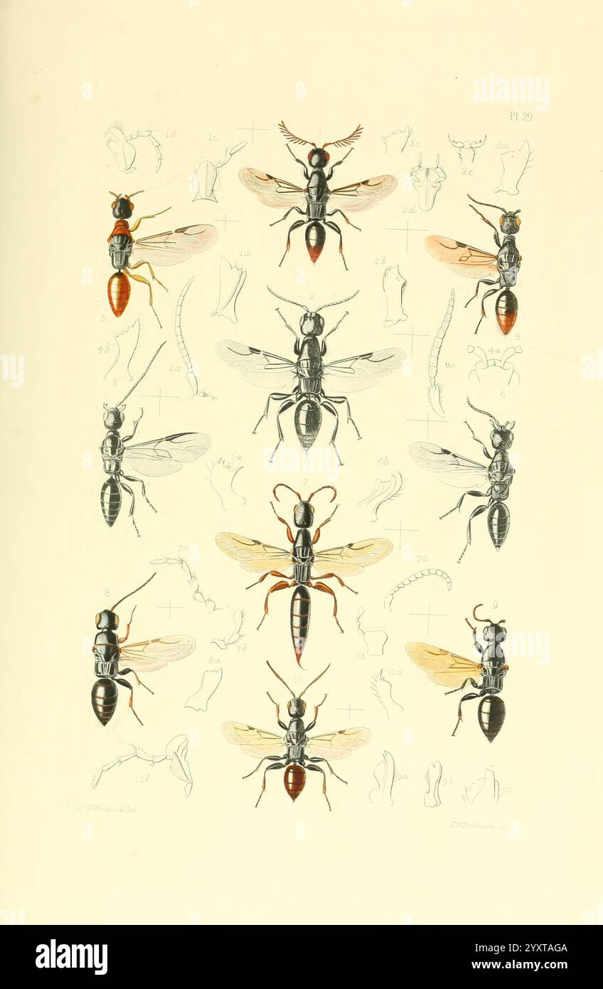 Thesaurus Entomologicus Oxoniensis, Oxford, bei der Clarendon Press, 1874, Insekten, Identifizierung, Arthropoda, Entomologie, Klassifizierung, Arthropoden, eine komplizierte Anordnung verschiedener Ameisenarten, die ihre unterschiedlichen Morphologien und anatomischen Merkmale zeigt. Die zentralen Figuren stellen verschiedene Arten von Ameisen dar, die jeweils mit detaillierter Betonung ihrer charakteristischen Körperformen, Antennen und Flügelstrukturen dargestellt werden. Diese zentralen Illustrationen umgeben Skizzen und Beschriftungen, die Einblicke in bestimmte anatomische Teile bieten und so das Verständnis der Ameisenbiologie verbessern Stockfoto