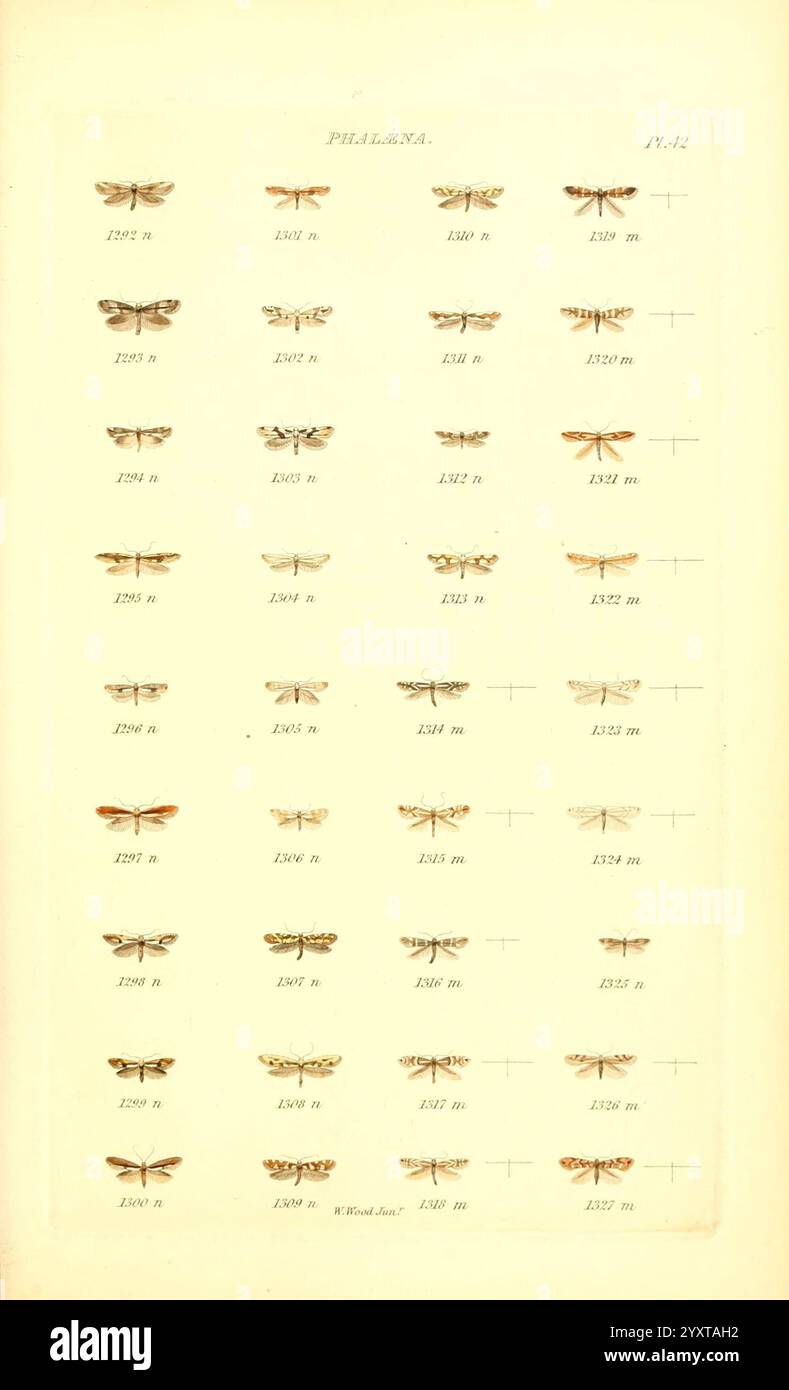 Index Entomologicus London William Wood 1839 Schmetterlinge Klassifizierung Großbritannien Identifizierung lepidoptera Bildwerke, Eine delikate Anordnung verschiedener Arten von Falter wird in einem organisierten Gitter-Format dargestellt. Jede Probe ist sorgfältig nummeriert und zur Identifizierung gekennzeichnet und zeigt eine Reihe von Formen, Größen und Farbmustern. Die Falter sind detailreich und betonen ihre charakteristischen Flügelstrukturen und -Texturen. Diese systematische Präsentation spiegelt die wissenschaftliche Studie der Entomologie wider und feiert die Vielfalt innerhalb der Mottenfamilie. Der Hintergrund ist weich, Kumpel Stockfoto