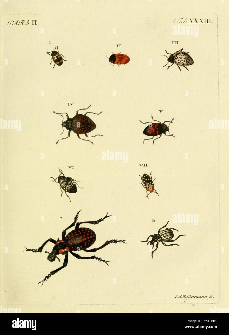 J. E. Voet M doct Catalogus systematicus coleopterorum la Haye, Chez G. Bakhusen, 1804-1806 Käfer, Kataloge, Sammlungen blendende Vielfalt, die Abbildung zeigt eine Reihe detaillierter Darstellungen verschiedener Käferarten, die jeweils zur Identifizierung gekennzeichnet sind. Die Proben sind methodisch angeordnet und zeigen ihre unterschiedlichen Eigenschaften und Farbmuster. Im oberen Teil sind kleinere Käfer mit den Aufschriften I, II und III dargestellt, während im unteren Teil größere Darstellungen, IV bis VII, sowie zwei prominente Käfer mit den Aufschriften A und B enthalten sind, die ihre einzigartigen Markierungen hervorheben. Dieser Wissenschaftler Stockfoto