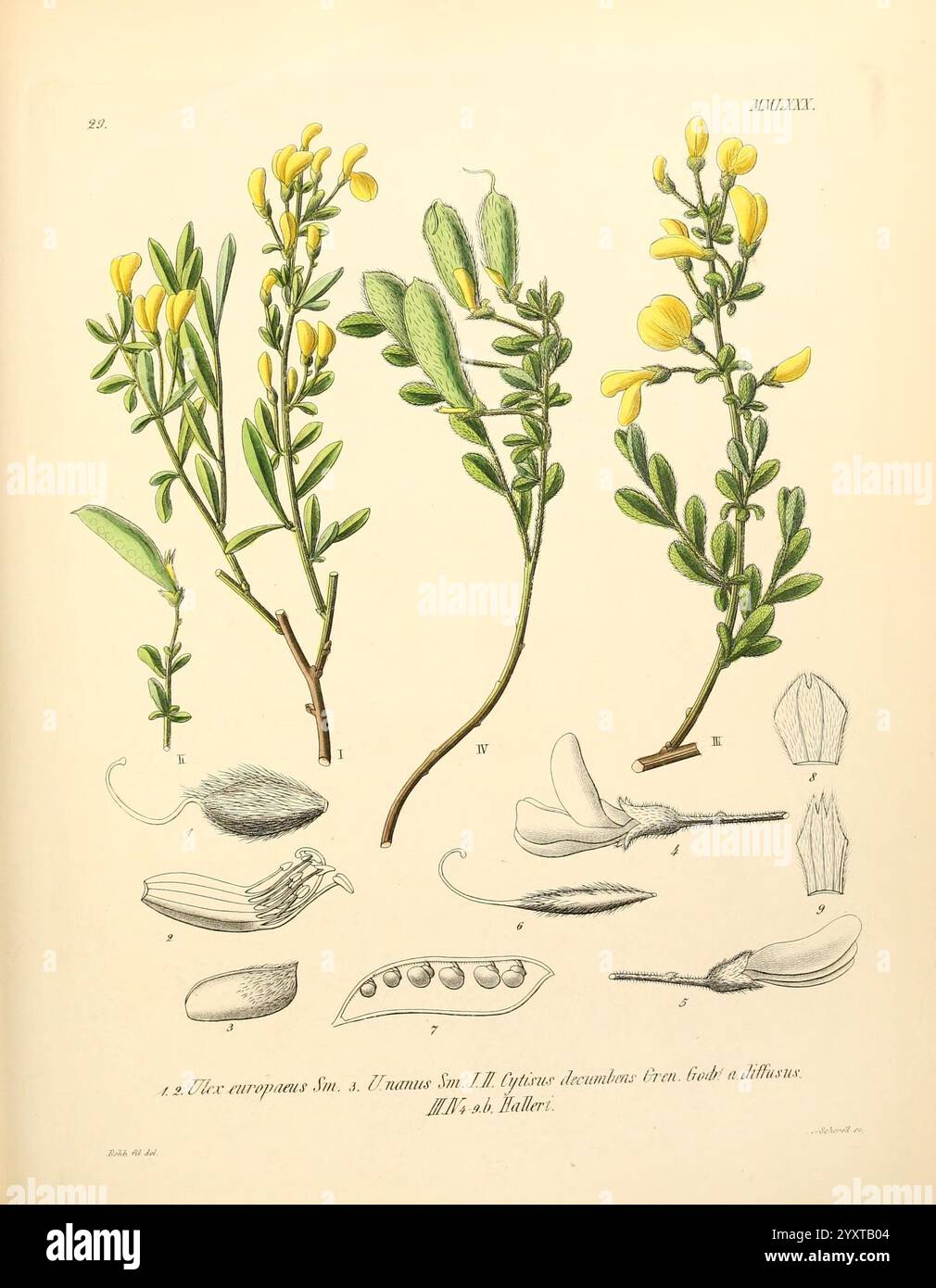 Icones florae Germanicae et Helveticae, Simul Pedemontanae, Tirolensis, Istriacae, Dalmaticae, Austriacae, Hungaricae, Transylvanicae, Moravicae, Borussicae, Holsaticae, Belgicae, Hollandicae, ergo Mediae Europae. Lipsiae, F. Hofmeister 1834-1912. [v. 1, 1850], Europa, Bildwerke, Pflanzen, die Abbildung zeigt die detaillierte botanische Studie einer blühenden Pflanze, die verschiedene Teile des Exemplars zeigt. Auf der linken Seite sind schlanke grüne Stiele mit kleinen gelben Blüten dargestellt, die die Fortpflanzungseigenschaften der Pflanze hervorheben. Der mittlere Teil zeigt eine Nahaufnahme der Blätter, z. B. Stockfoto