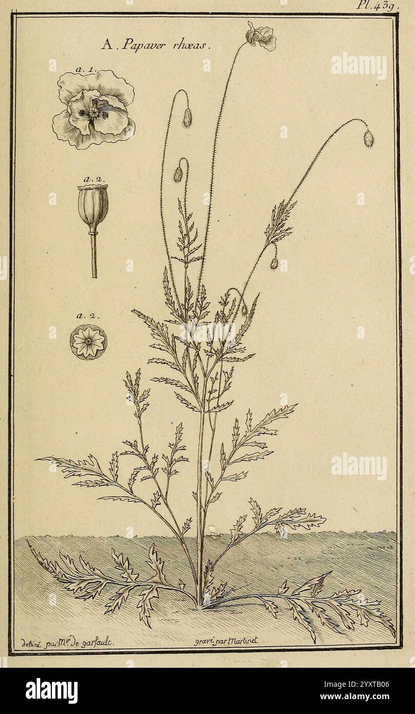 Les Figures des plantes et animaux d'use en medicine, Paris, Desprez, 1764-1765, materia, medica, bildhaft, Werke, Medizin, Pflanzen, Papaver, Rhoeas, die Illustration zeigt eine detaillierte Studie der Gattung Papaver, allgemein bekannt als Mohn. Oben befinden sich drei botanische Darstellungen: Eine voll blühende Blume mit zarten Blütenblättern, eine geschlossene Knospe und eine Samenkapsel, die jeweils mit numerischen Referenzen gekennzeichnet ist. Unter diesen Studien ist die Hauptpflanze in ihrer Gesamtheit dargestellt, mit ihrem schlanken Stamm und ihren fein geteilten Blättern. Die komplizierten Texturen des Laubs und die verschiedenen Formen des Flusses Stockfoto