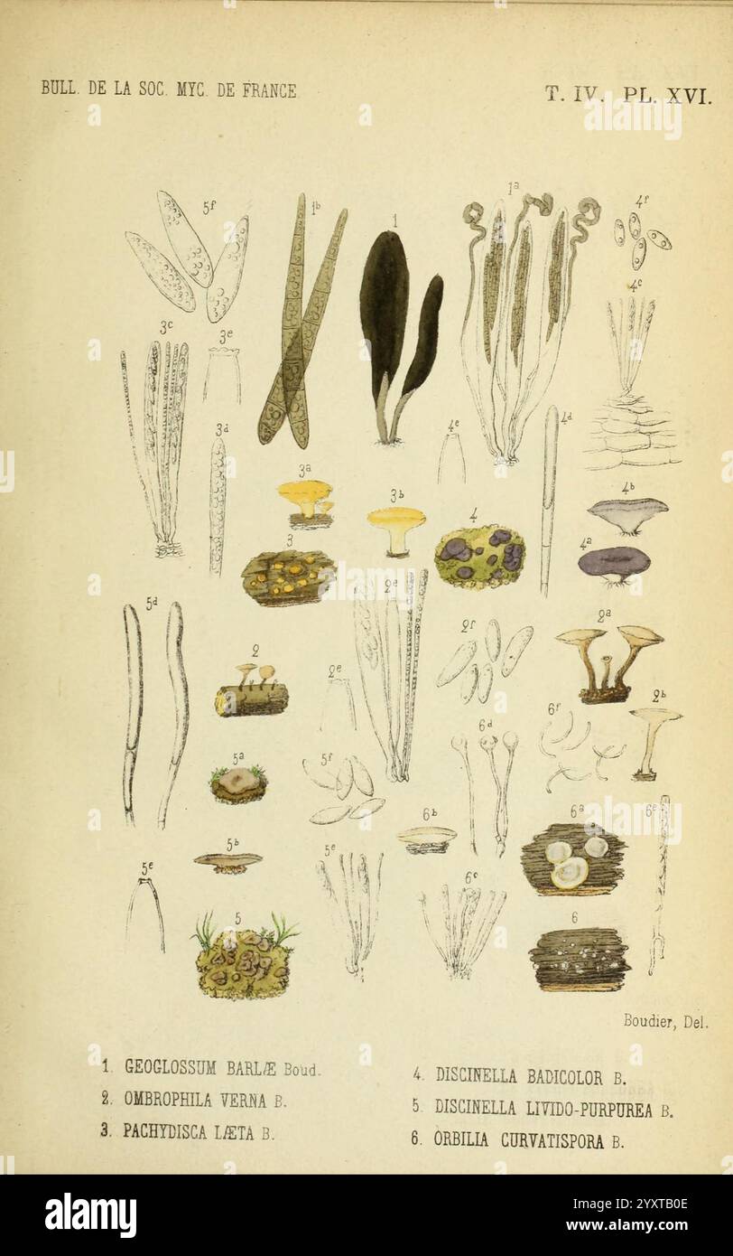 Bulletin de la Société mycologique de France, Epinal, La Société, 1885-1903, Frankreich, Pilze, Periodika, Mykologie, die Illustration zeigt eine detaillierte Sammlung verschiedener botanischer und Pilzproben, die jeweils mit eindeutigen Referenznummern gekennzeichnet sind. Der obere Bereich zeigt langgezogene Strukturen, die an Blätter oder Gras erinnern, während der untere Teil eine Vielzahl von Pilzen zeigt, einschließlich unterschiedlicher Formen und Farben. Jedes Exemplar ist sorgfältig gekennzeichnet, wobei die wissenschaftlichen Namen und Klassifikationen hervorgehoben werden. Dieses Array spiegelt die komplexe Vielfalt von Pflanzen- und Pilzleben wider Stockfoto