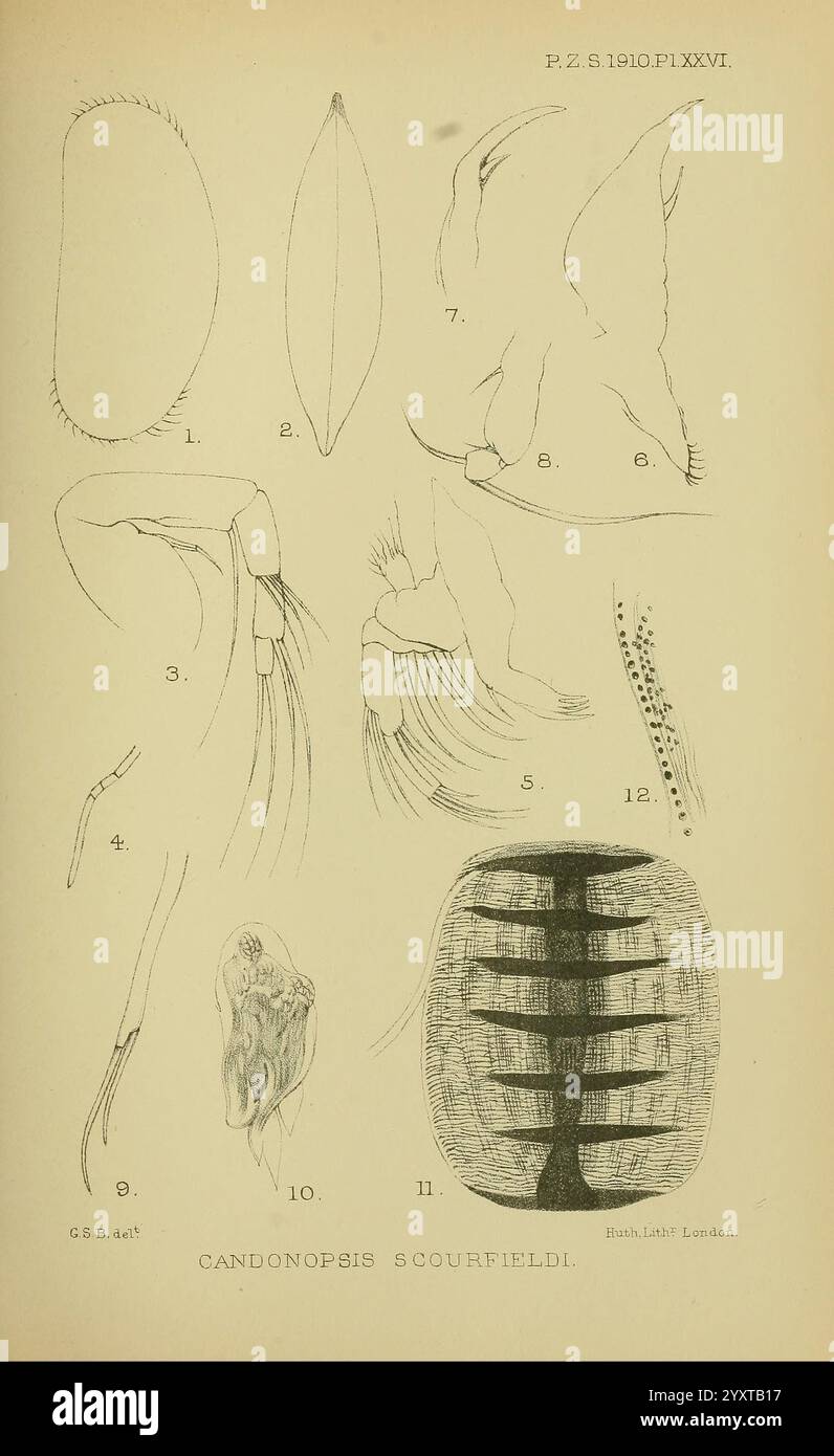 Proceedings of the Zoological Society of London, London, Academic Press Periodicals, Zoology, Eine detaillierte Illustration, die verschiedene anatomische Merkmale und Merkmale der Art Candonopsis scourfieldi zeigt. Das Bild wird systematisch von 1 bis 12 gekennzeichnet, was auf bestimmte Teile des Organismus hinweist. Dazu gehören Strukturen wie segmentierte Gliedmaßen, Antennen und verschiedene Anhängsel, die jeweils einen Einblick in die Morphologie und Klassifizierung dieses speziellen Krebstiers bieten. Die nummerierten Abschnitte entsprechen wahrscheinlich verschiedenen Aspekten und heben deren Funktion und Bedeutung hervor Stockfoto