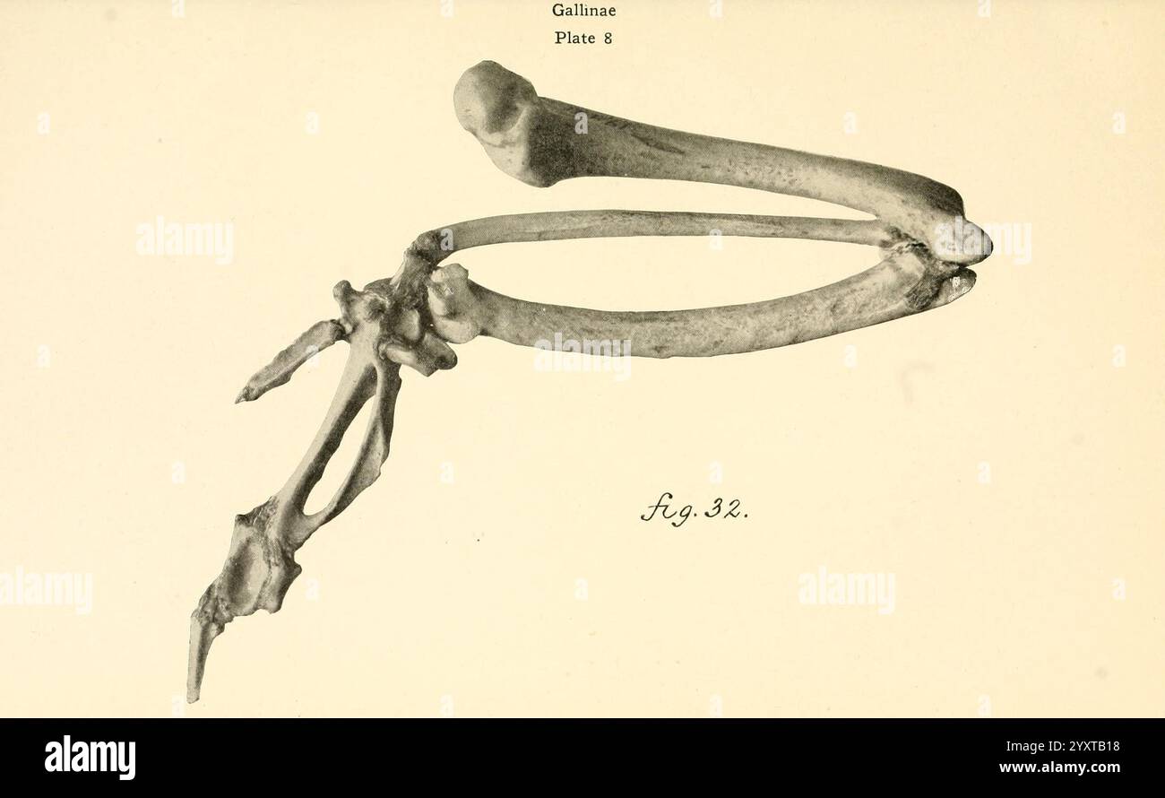 Osteologie der Birds Albany University of the State of New York 1909. Anatomie Vögel Knochen Osteologie Argus giganteus gallinae, diese Abbildung zeigt eine Skelettdarstellung eines Vogelflügels und hebt die komplizierte Struktur des Humerus, des Radius und der Ulna zusammen mit den dazugehörigen Karpalen und Metakarpalen hervor. Die detaillierte Anatomie zeigt die feinen Knochen, die sowohl Kraft als auch Flexibilität bieten, und veranschaulicht die Entwicklung des Vogelflugs. Zu den bemerkenswerten Merkmalen gehören die verlängerten Flügelknochen und die Gelenkpunkte, die eine Bewegungsfreiheit ermöglichen, die für die Manövrierfähigkeit des Fluges unerlässlich ist. Stockfoto