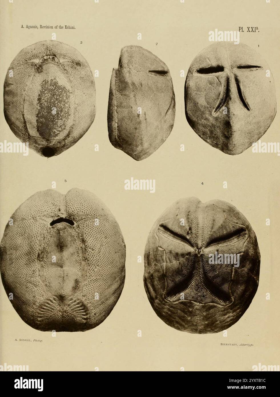 Revision der Echini Cambridge [Mass.], University Press, 1872-1874. Klassifizierung echinodermata Seeigel Museum of Comparative Zoology, diese Sammlung zeigt verschiedene fossile Exemplare von alten Hufeisenkrebsen, die ihre charakteristischen Eigenschaften und Texturen auf der Oberseite veranschaulichen. Jedes Exemplar ist nummeriert und hebt die komplizierten Muster und anatomischen Details hervor, die die evolutionären Eigenschaften dieser marinen Arthropoden widerspiegeln. Die Unterschiede in Größe und Form der Proben geben Einblicke in ihre Vielfalt und ihre Anpassung im Laufe der Zeit. Die detaillierte Untersuchung dieser sicherheitsmaßnahmen Stockfoto