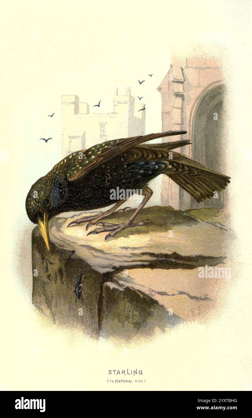 Vertraut Wild Birds V 1 London New York Cassell 1883 Birds Wörterbücher Bilderwerke Starnus vulgaris Eliza Turk Frauen in Wissenschaft Ornithologie Walter's Wiese Starling Eliza Turk, Ein Starling thront nachdenklich auf einem Steinvorsprung, seine schillernden Federn schimmern subtil im Licht. Der Vogel beugt sich nach vorne, als ob er etwas faszinierendes unter der Oberfläche untersuchen würde. Im Hintergrund deuten schwache Umrisse architektonischer Strukturen auf eine ländliche oder städtische Umgebung hin, während einige kleine Vögel in der Ferne fliegen. Die Szene fängt das Wesen der Schönheit der Natur ein Stockfoto