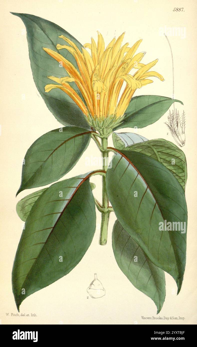 Curtis's Botanical Magazine London New York etc Botanik-Zeitschriften Pictorial Works Curtis, diese Illustration zeigt eine lebendige Blume mit leuchtend gelben Blüten, die in einem auffälligen Arrangement nach außen strahlen. Die langen Blätter, die sich durch ihre glatte Textur und ausgeprägte Adern auszeichnen, umrahmen die Blüte und verstärken ihre Schönheit. Das Design fängt die komplizierten Details der Struktur der Blume ein, einschließlich der zarten Staubblätter, die von der Mitte aus deutlich hervorragen. Diese künstlerische Darstellung unterstreicht die natürliche Eleganz und Komplexität der Pflanze und hebt ihre einzigartigen Merkmale und Eigenschaften hervor Stockfoto