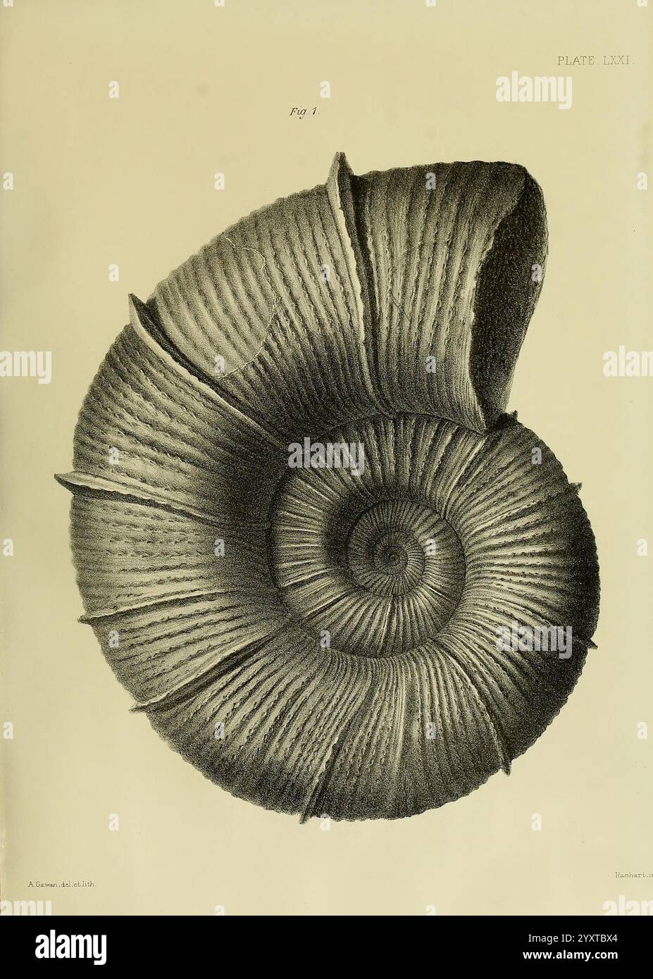 Monografie über die Lias Ammoniten der britischen Inseln London, gedruckt für die Palæontographical Society, 1878–86. Ammonoidea, Großbritannien, Jurassic, Paläontology. Die Abbildung zeigt eine sehr detaillierte Spiralschale, die ihre komplizierte Textur und Muster zeigt. Die Schale weist ausgeprägte, strahlende Grate und eine glatte, geschwungene Oberfläche auf, die ihre natürliche Schönheit und ihr Design unterstreicht. Zentriert in der Spirale befindet sich eine markante, kreisförmige Öffnung, die ihre gewickelte Struktur betont, während die Schichten der Schale eine anmutige und organische Form reflektieren. Diese Darstellung fängt die Eleganz von ein Stockfoto