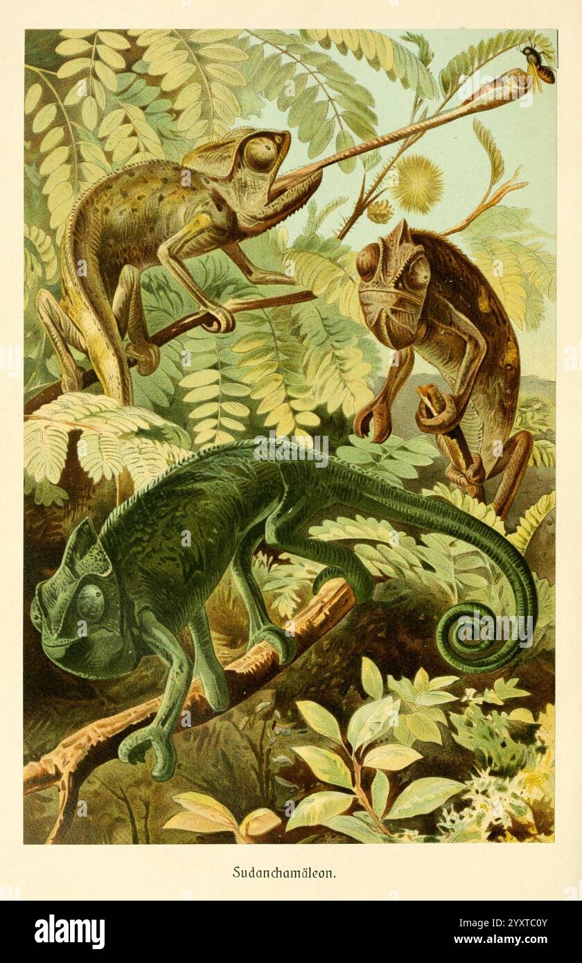 Brehms Tierleben. Leipzig, Bibliographisches Institut, 1911-19-, Tierverhaltenzoologie, Chamäleon, Chamaeleo africanus, afrikanisches Chamäleon, Herpetologie, Eidechsen, Reptilien, Biologie, tägliche Wissenschaftskunst, Geschichtswissenschaft Kunst, Biologie Echse, Chamäleons, eine lebendige Darstellung der Chamäleons in ihrem natürlichen Lebensraum, die ihre bemerkenswerte Anpassungsfähigkeit und ihre einzigartigen Eigenschaften zeigt. Die Szene umfasst drei Chamäleons, die sich zwischen üppig grünen Blättern thronen. Ein Chamäleon, das in Grüntönen gehalten ist, zeigt seinen charakteristischen geschwungenen Schwanz, während es die Umgebung umspannt. Ein weiteres Chamäleon, gekennzeichnet durch verschiedene Töne von b Stockfoto