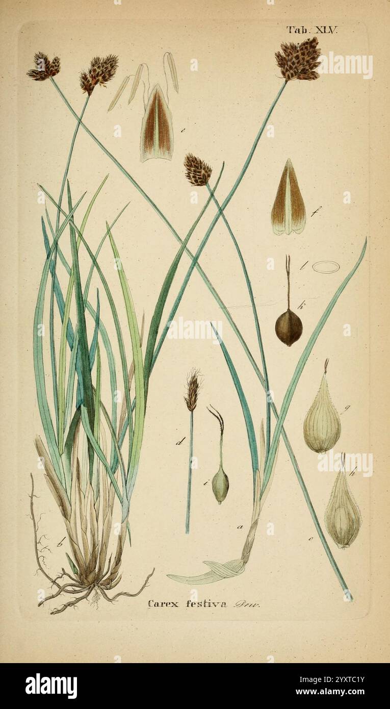 Supplemente zu Schkuhr's Riedgräsern (Carices), Leipzig, E. Fleischer, 1840-50. Carex, Cyperaceae, diese Abbildung zeigt verschiedene Teile der Pflanzenart Carex festiva. Die Komposition enthält detaillierte Darstellungen der grasartigen Blätter, Blütenspitzen und Samenköpfe, die die Besonderheiten der Pflanze zeigen. Die Anordnung hebt die langen, schmalen Blätter hervor, die aus einem Basalbüschel hervorgehen, sowie einzelne Blüten und Samen, die neben klaren Etiketten zur Identifizierung dargestellt werden. Die komplizierten Details erfassen die botanischen Eigenschaften, die für das Studium dieser Art, Emphas, notwendig sind Stockfoto