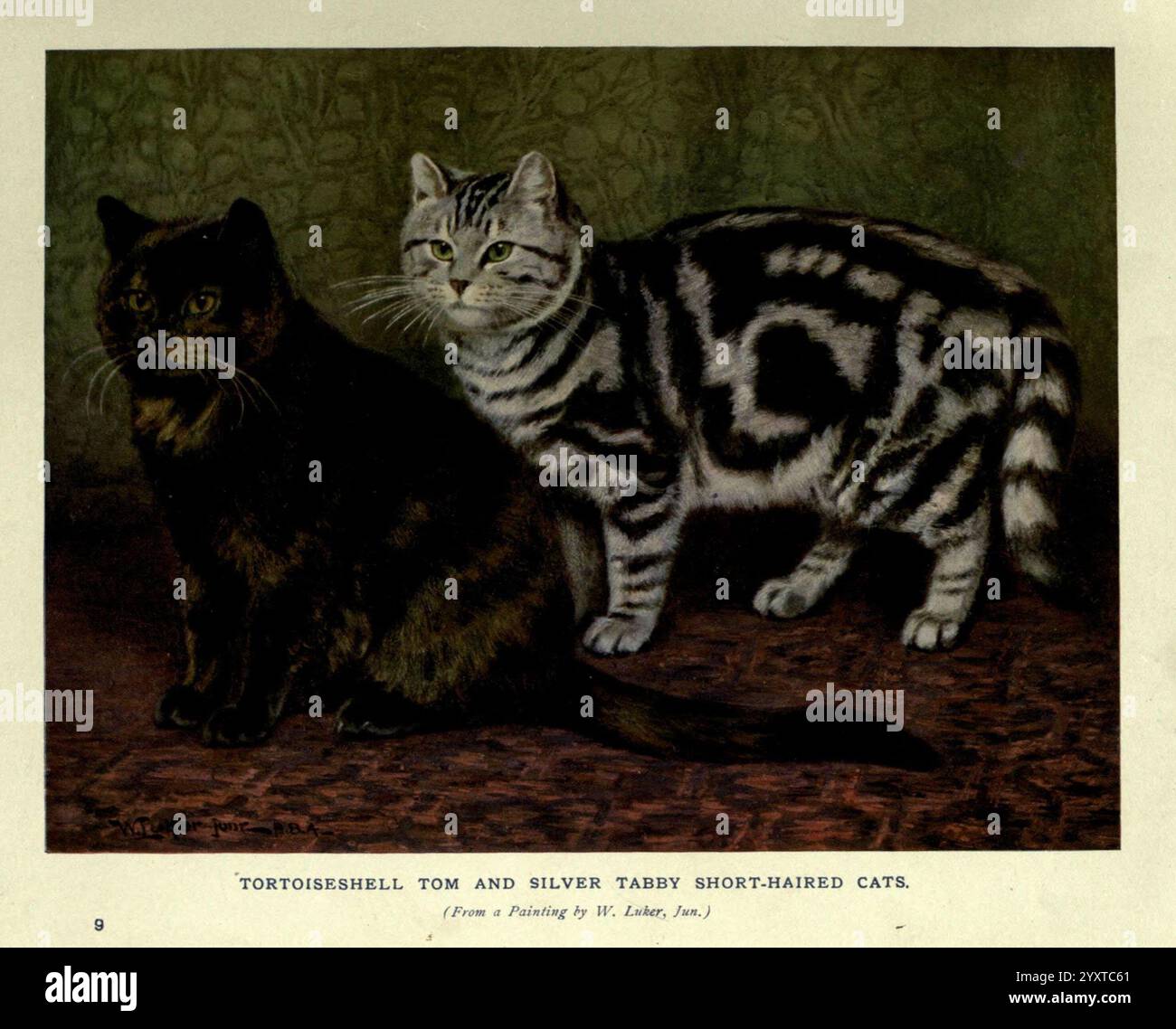 Das Buch der Katze London, Cassell and Company, Limited, 1903. Katzen, Felis catus, Eine Schildpattkatze und eine silberne Tabbykatze sind nebeneinander dargestellt. Die Schildpatt-Katze verfügt über eine Mischung aus sattem Braun, Schwarz und dezenten Goldnoten und zeigt ein glänzendes Fell, das das Licht wunderschön reflektiert. Er steht wachsam mit neugierigem Ausdruck, seine Ohren sind hoch. Daneben verströmt die silberne Tabbykatze, die sich durch ihr markantes grau-schwarz gestreiftes Muster auszeichnet, einen Hauch von Selbstvertrauen. Sein Fell ist elegant und gepflegt und blickt mit hellen, aufmerksamen Augen nach vorne. Der Hintergrund besteht aus einem Stockfoto