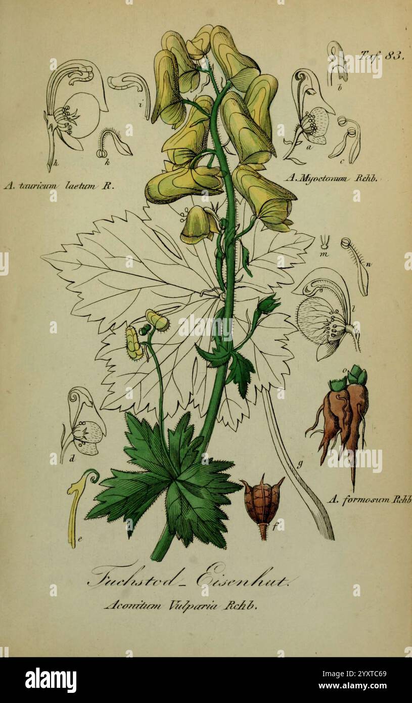 Sämmtliche Giftgewächse Deutschlands Leipzig, F. Voight, 1854. Pflanzen, Deutschland, giftige Pflanzen, der New York Botanical Garden, Bildwerke, Aconitum lycoctonum, Taxonomie: Trinomial= Aconitum lycoctonum vulparia, die Abbildung zeigt eine detaillierte Darstellung einer Pflanze aus der Gattung Aconitum, allgemein bekannt als Mönchshood. Im Mittelpunkt steht ein hoher grüner Stiel mit markanten, haubenförmigen Blüten, die von Hellgelb bis zu tieferen Tönen variieren. Der linke Abschnitt zeigt verschiedene botanische Illustrationen, die die floralen Strukturen der Pflanze und zusätzliche Komponenten hervorheben, su Stockfoto