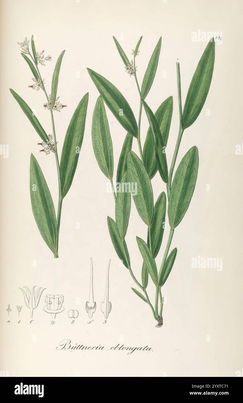 Plantarum Brasiliae icones et descriptiones hactenus ineditae, Vindobonae [Wien], Antonii Strauss, 1827-1831, Brasilien, Deutschland, handkoloriert, Botanik, Lithographie, 1827, die Abbildung zeigt eine botanische Darstellung der Pflanzenart Bunias erucago. Deutlich sichtbar sind längliche, schmale Blätter mit einer üppigen grünen Farbe, die anmutig entlang des zentralen Stiels angeordnet sind. Die Pflanze zeigt zarte Gruppen kleiner weißer Blüten, die oben blühen, wobei jede Blüte aus fünf Blütenblättern besteht. Unter der Hauptabbildung befinden sich detaillierte Skizzen, die verschiedene anatomische fea hervorheben Stockfoto