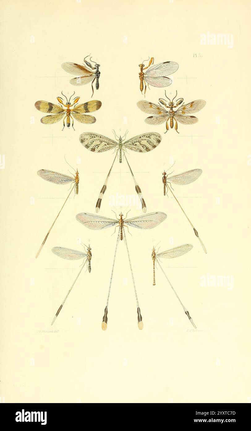 Thesaurus entomologicus Oxoniensis, Oxford, bei der Clarendon Press, 1874 Insekten, Identifizierung, Arthropoda, Entomologie, Klassifizierung, Arthropod, Eine Sammlung detaillierter Illustrationen mit verschiedenen Insektenarten, die ihre komplizierten Flügelstrukturen und Körpermuster deutlich zeigen. Das Layout umfasst mehrere verschiedene Arten von Insekten, die symmetrisch angeordnet sind und ihre verschiedenen Formen, Farben und Größen darstellen. Jedes Exemplar wird akribisch mit anatomischen Details wie Antennen, Beine und Flügelvenen dargestellt, was die Schönheit und Komplexität dieser Kreationen unterstreicht Stockfoto