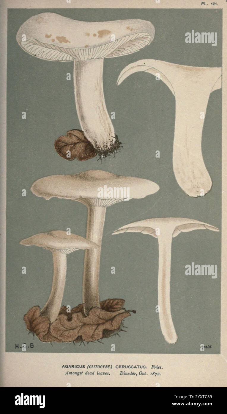 Illustrationen britischer Pilze (Hymenomycetes), die als atlas zum „Handbuch britischer Pilze“ dienen. London, 1881-91. Pilze, Großbritannien, die Abbildung zeigt eine detaillierte Darstellung verschiedener Pilzarten, die als Agaricus (oder Eutolypia) cerussatus identifiziert werden. Der Fokus liegt auf ihren einzigartigen Formen und Eigenschaften, die eine Vielzahl von Kappenformen, Kiemen und Stielen zeigen. Jede Probe wird präzise gerendert, wobei die Texturen und Konturen der Pilze erfasst werden. Zusätzlich ist ein getrocknetes Blatt in der Zusammensetzung enthalten, was auf die natürliche Umgebung hindeutet, in der diese Pilze typica sein könnten Stockfoto