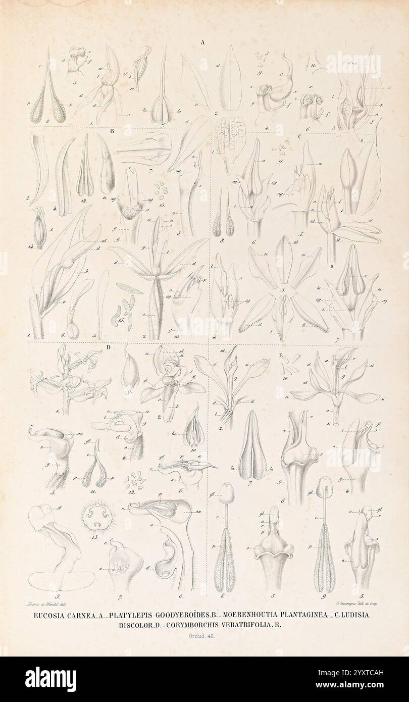 Collection, des, Orchidee, les, plus, remarquables, de, l'Archipel, indien, et, du, Japon, Amsterdam, C, G, Sulpke, 1858, Japan, Malaiisch, Archipel, Orchidaceae, bildhaft, Werke, die Illustration zeigt eine detaillierte Untersuchung verschiedener botanischer Exemplare, die verschiedene Blumenstrukturen und Pflanzenteile zeigen. Das Diagramm zeigt komplizierte Linienzeichnungen von Blütenblättern, Fortpflanzungsorganen und anderen morphologischen Merkmalen verschiedener Pflanzenarten. Jeder Abschnitt ist mit Buchstaben versehen, die bestimmten Komponenten entsprechen, was die Vielfalt und Komplexität der floralen Anatomie unterstreicht. Der Fokus liegt auf PR Stockfoto