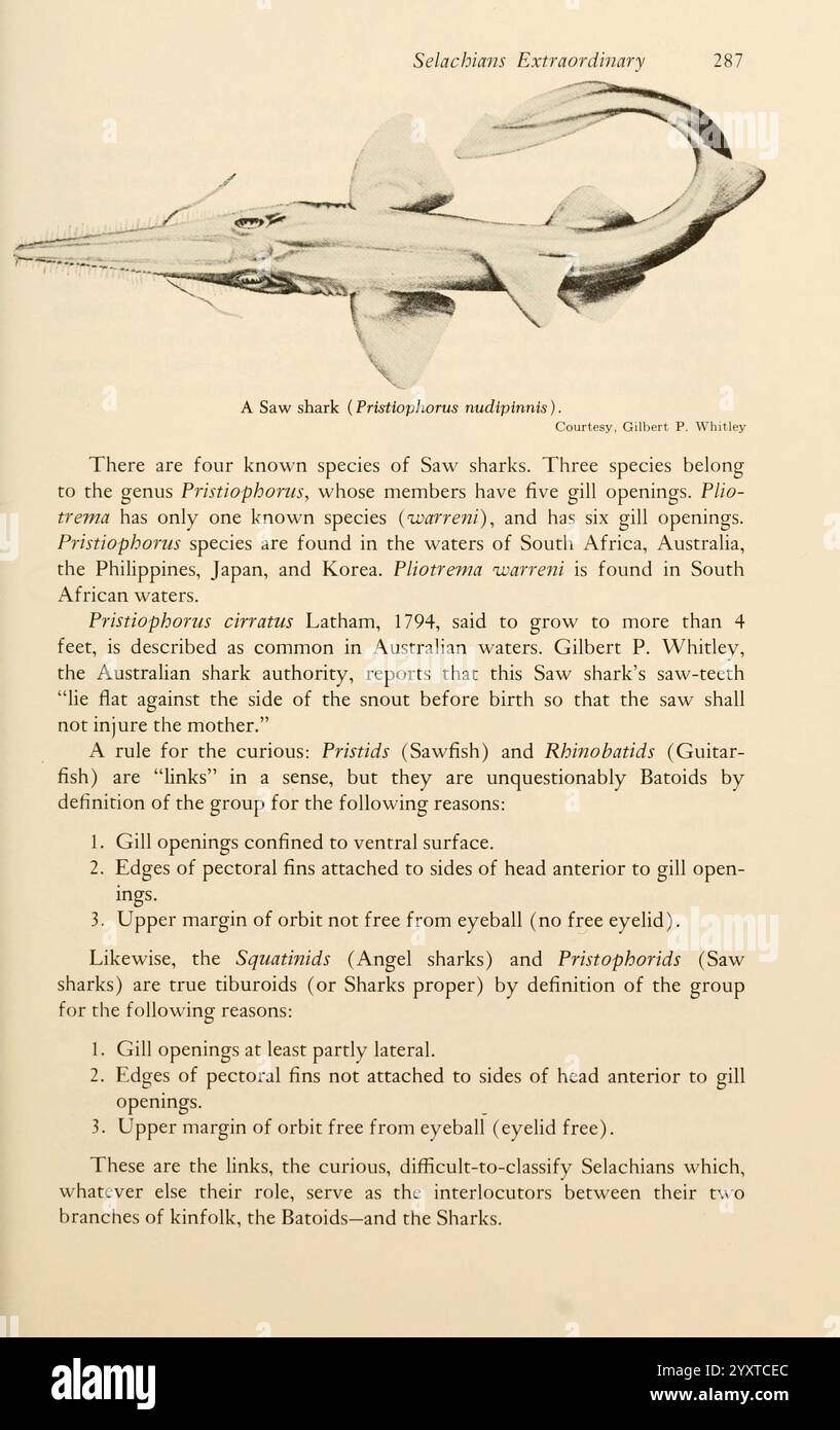 Shadows in the Sea Philadelphia, Chilton Books [1963] Shark Woods Hole Sawshark Chondrichthyes Pristiophorus nudipinnis Shortnose-Sägehai, die Seite enthält eine Illustration und begleitenden Text, in dem die verschiedenen Arten von Sägehaien diskutiert werden, insbesondere der Pristiophorus nautilus. Es erklärt die Verbreitung dieser Haie in verschiedenen Regionen, einschließlich Australien, Südafrika und den Philippinen. Die Beschreibung hebt die anatomischen Eigenschaften von Sägehaien hervor, wie ihre charakteristischen sägeähnlichen Schnauzen und Kiemenstrukturen. Außerdem wird die Beziehungswette notiert Stockfoto