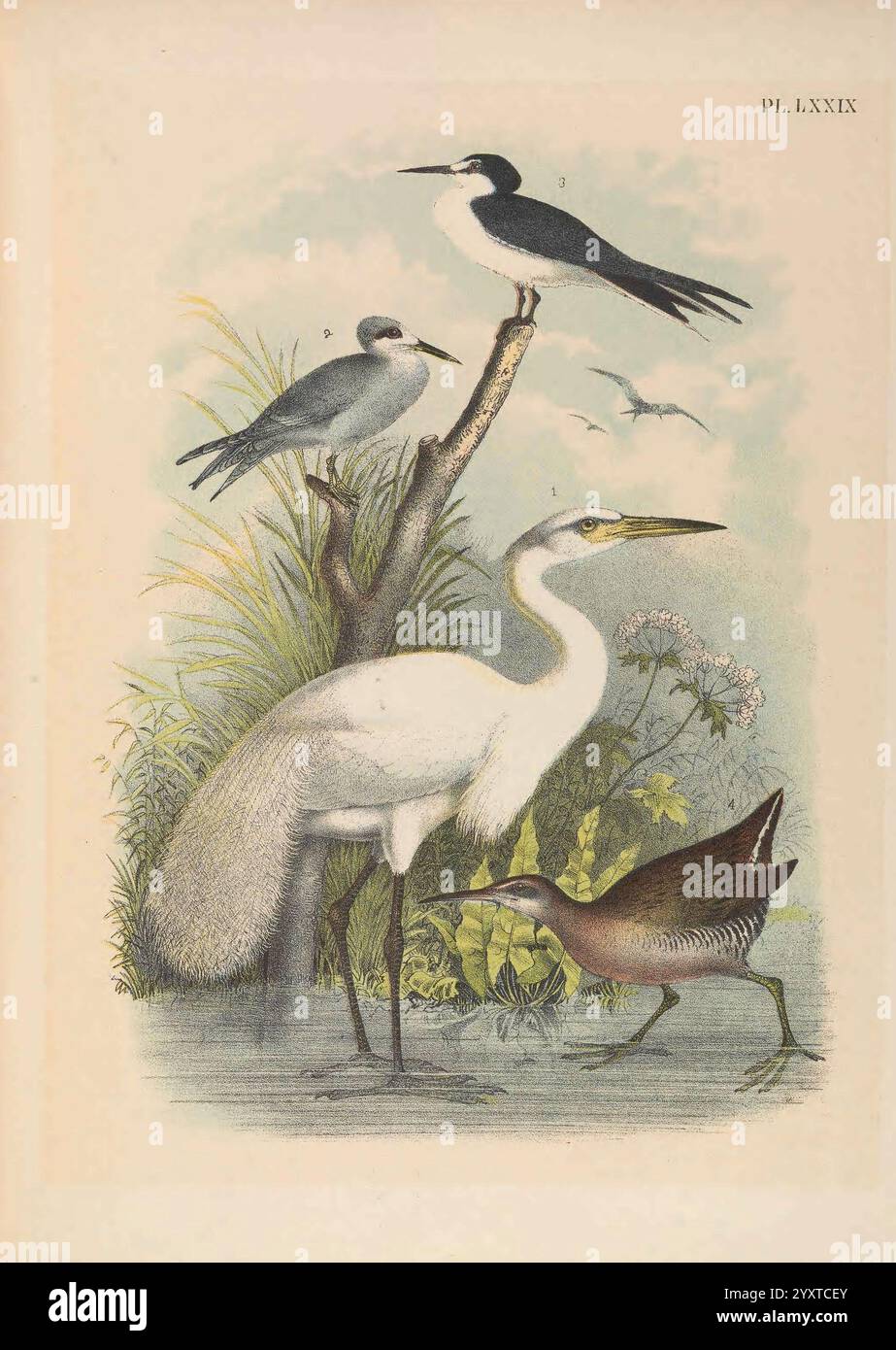 The Birds of North America, New York, 1903, Birds, North America, Bildwerke, Ardea alba, westlicher Reiher, Sterna trudeaui, schneegekrönte Seeschwalbe, Onychoprion fuscatus, Rußseeschwalbe, Rallus elegans, King Rail, die Illustration zeigt eine ruhige Wasserszene mit vier verschiedenen Vogelarten. Im Vordergrund steht ein hoher, eleganter Reiher mit markantem weißem Gefieder, der in flachem Wasser inmitten üppiger, grüner Vegetation steht. Rechts davon verschmilzt ein kleinerer, brauner und gesprenkelter Vogel, wahrscheinlich eine Schiene, mit seinen Erdtönen in die Umgebung. Im Hintergrund zwei schlanke, schwarze Stockfoto