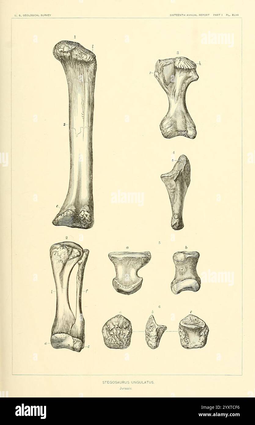 Die Dinosaurier von Nordamerika, Washington, Govt. Drucken, 1896. Dinosaurier, Stegosaurus armatus, diese Illustration zeigt eine Reihe von Skelettfragmenten, die als zur Art Stegosaurus ungulatus gehörend gekennzeichnet sind. Die detaillierten Strichzeichnungen zeigen verschiedene Knochen, einschließlich langer Extremitätenknochen und Wirbel, in einem systematischen Layout zur Untersuchung angeordnet. Jede Komponente ist als Referenz nummeriert, wodurch die verschiedenen anatomischen Merkmale und Formen dieses prähistorischen Dinosauriers hervorgehoben werden. Die sorgfältige Darstellung betont die Struktur und Morphologie der Knochen und trägt zum Verständnis bei Stockfoto