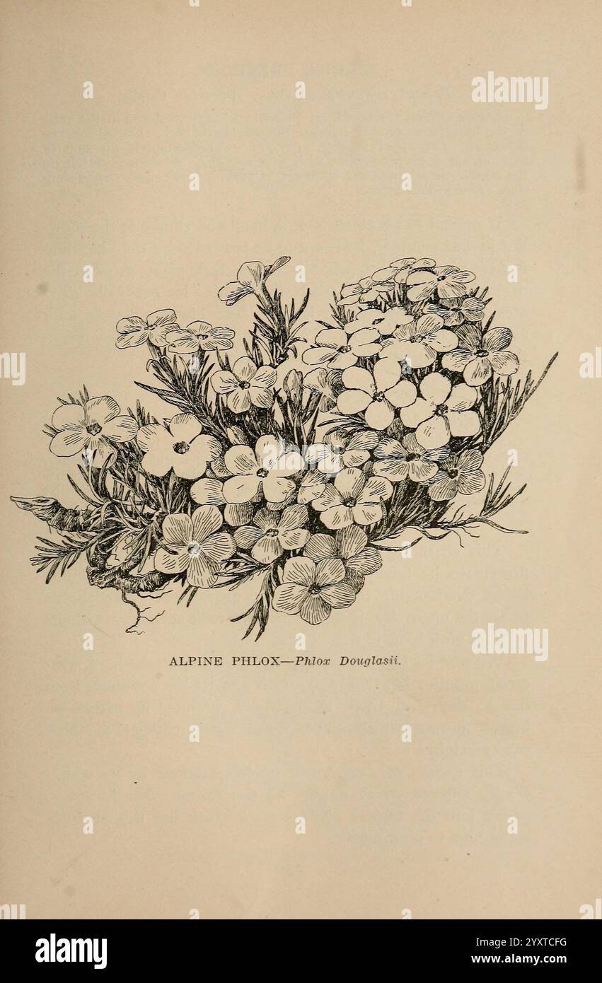 Die wilden Blumen von Kalifornien, San Francisco, Payot, Upham, & Company, 1902, Kalifornien, Wildblumen, Phlox douglasii, Phlox, eine detaillierte Illustration des alpinen Phlox, insbesondere des Phlox Douglasii, zeigt Gruppen von zarten Blüten mit fünfblättrigen Blüten. Die Komposition besteht aus einer Kombination aus abgerundeten und länglichen Blättern, die die natürliche Schönheit der Pflanze unterstreicht. Dieses Kunstwerk betont die komplizierte Struktur der Blumen und des Laubs und unterstreicht die Eleganz dieser alpinen Art. Das Etikett am unteren Rand kennzeichnet die Pflanze und fügt der Präsentation ein lehrreiches Element hinzu Stockfoto