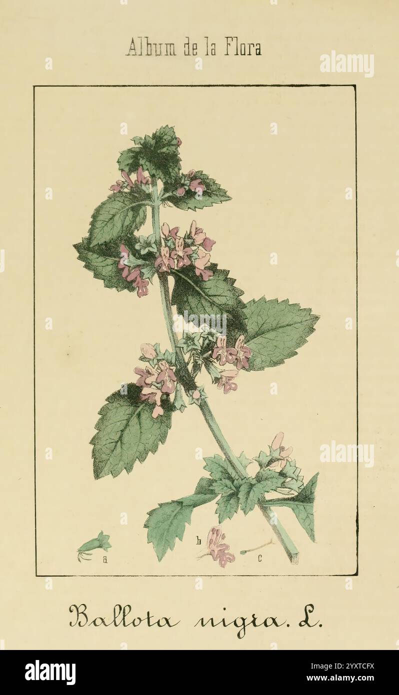 Album de la Flora me?Dico-Farmace?utica e? Industrie, Indi?gena y exo?tica, Madrid, Impr. De la Galeria literaria, 1862-64, Heilpflanzen, Bildwerke, Botanik, ökonomisch, Eine botanische Illustration mit der Pflanze, die als Ballota nigra L. bekannt ist. das Kunstwerk zeigt die komplizierten Details der Pflanze und hebt ihre grünen Blätter mit einer rauen Textur und Haufen zarter rosa Blüten hervor. Die Pflanze ist mit beschrifteten Teilen dargestellt, die verschiedene Abschnitte wie Blätter und Blüten zeigen, was zu einer lehrreichen Darstellung ihrer Anatomie beiträgt. Über der Abbildung befindet sich der Titel ''Album de Stockfoto