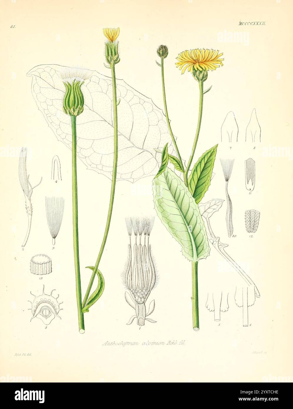 Icones florae Germanicae et Helveticae, Simul Pedemontanae, Tirolensis, Istriacae, Dalmaticae, Austriacae, Hungaricae, Transylvanicae, Moravicae, Borussicae, Holsaticae, Belgicae, Hollandicae, ergo Mediae Europae. Lipsiae, F. Hofmeister 1834-1912. [v. 1, 1850], Europa, Bildwerke, Pflanzen, die Abbildung zeigt eine detaillierte botanische Studie einer blühenden Pflanze, die die verschiedenen Entwicklungsstadien zeigt. Im Mittelpunkt der Komposition stehen zwei hohe, schlanke Stiele mit leuchtend gelben Blüten. Jede Blume ist sowohl in der Frontal- als auch in der Seitenansicht dargestellt, wodurch die komplizierte Struktur hervorgehoben wird Stockfoto