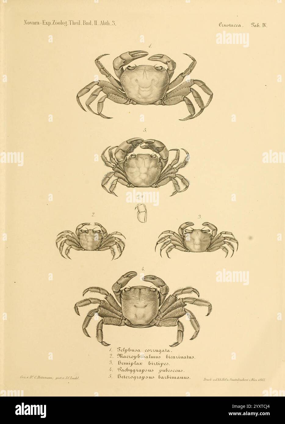 Reise der österreichischen Fregatte Novara Wien Kaiserlich 1861-75.jpg, diese Illustration zeigt eine Reihe anatomischer Studien verschiedener Krebse, die ihre physischen Eigenschaften und morphologischen Details zeigen. Die Bilder zeigen mehrere Ansichten der Krabben und heben charakteristische Merkmale wie Krallen, Panzerformen und Augenstrukturen hervor. Jede Zahl ist als Referenz nummeriert, was auf einen systematischen Ansatz bei der Untersuchung und Klassifizierung dieser Meeresbewohner hinweist. Die beiliegenden Etiketten enthalten wissenschaftliche Namen und Beschreibungen, die die akribische Arbeit der Naturforscher in Kalifornien widerspiegeln Stockfoto