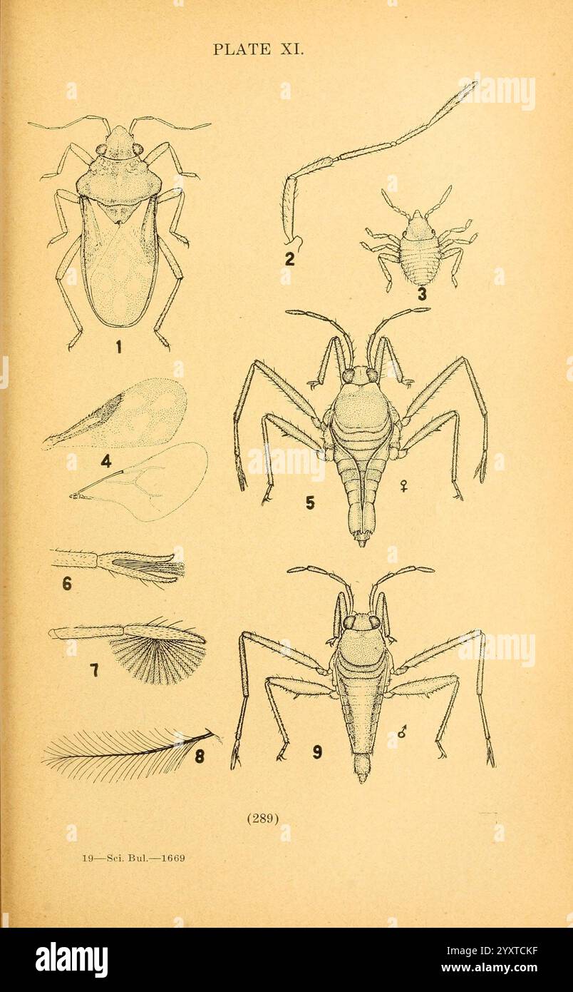 Die Biologie und Ökologie der aquatischen und halbaquatischen, Hemiptera Lawrence, Kan, 1919, Hemiptera, Aquatic, Bugs, Eine wissenschaftliche Illustration, die verschiedene Stadien und anatomische Merkmale eines Insekts zeigt, beschriftet als Platte XI. die Bilder enthalten detaillierte Skizzen eines Insekts in verschiedenen Positionen, wobei bestimmte Teile wie Antennen, Flügel und Beine hervorgehoben werden. Jedes nummerierte Diagramm entspricht einem bestimmten Merkmal und bietet eine klare Darstellung der Morphologie des Insekts. Die Abbildungen dienen als pädagogische Hinweise und helfen bei der Erforschung und Identifizierung dieser Art und ihrer Merkmale Stockfoto