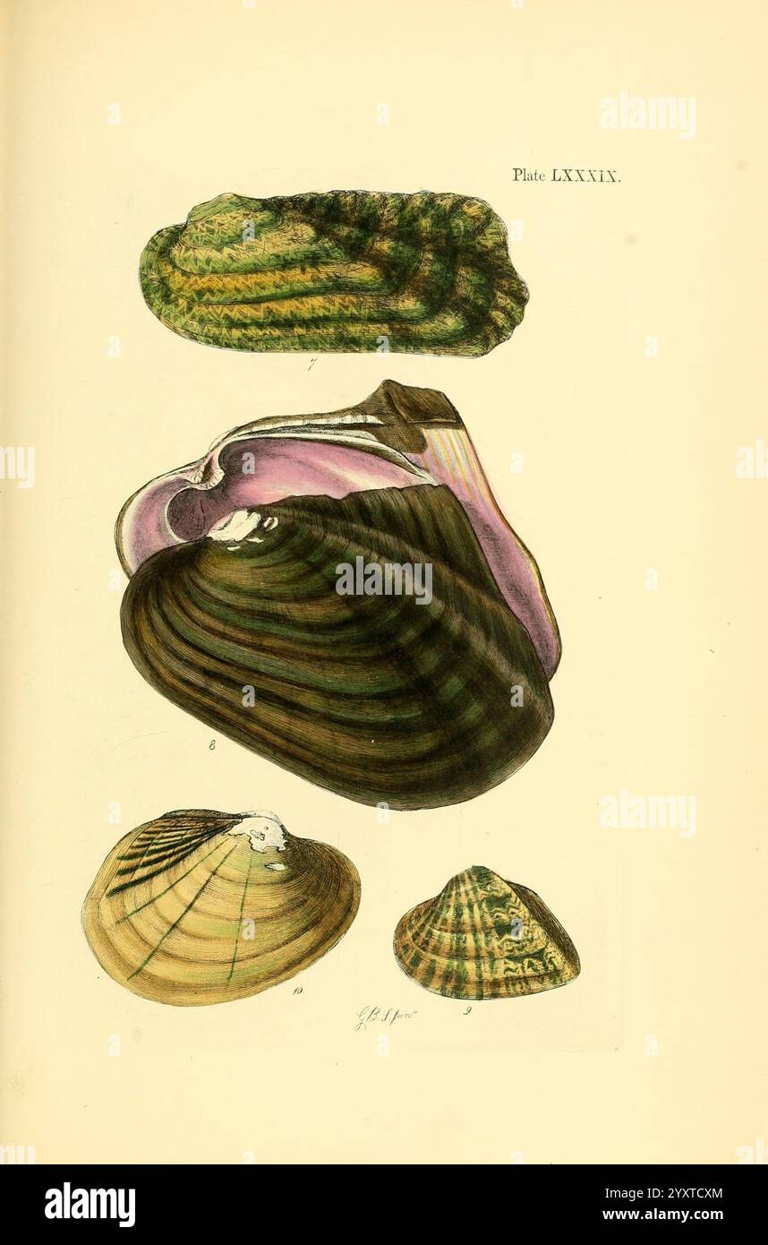 Conchologia systematica, oder vollständiges System der Conchologie, London, Longman, Brown, Green und Longmans, 1841-1842, Weichtiere, Muscheln, diese Abbildung zeigt eine Vielzahl von Schalentypen, die ihre einzigartigen Formen und Texturen zeigen. Die Proben sind vertikal angeordnet, wobei jede Schale zur Identifizierung gekennzeichnet ist. Die obere Schale zeigt eine glatte, ovale Form mit Grün- und Brauntönen, die durch ihre geriffelte Oberfläche gekennzeichnet ist. Darunter befindet sich eine kompliziertere Schale, die ein kontrastierendes Inneres aus glänzendem Lila und weiß zeigt. Die dritte Schale ist flacher und weist ein markantes Linienmuster und auf Stockfoto