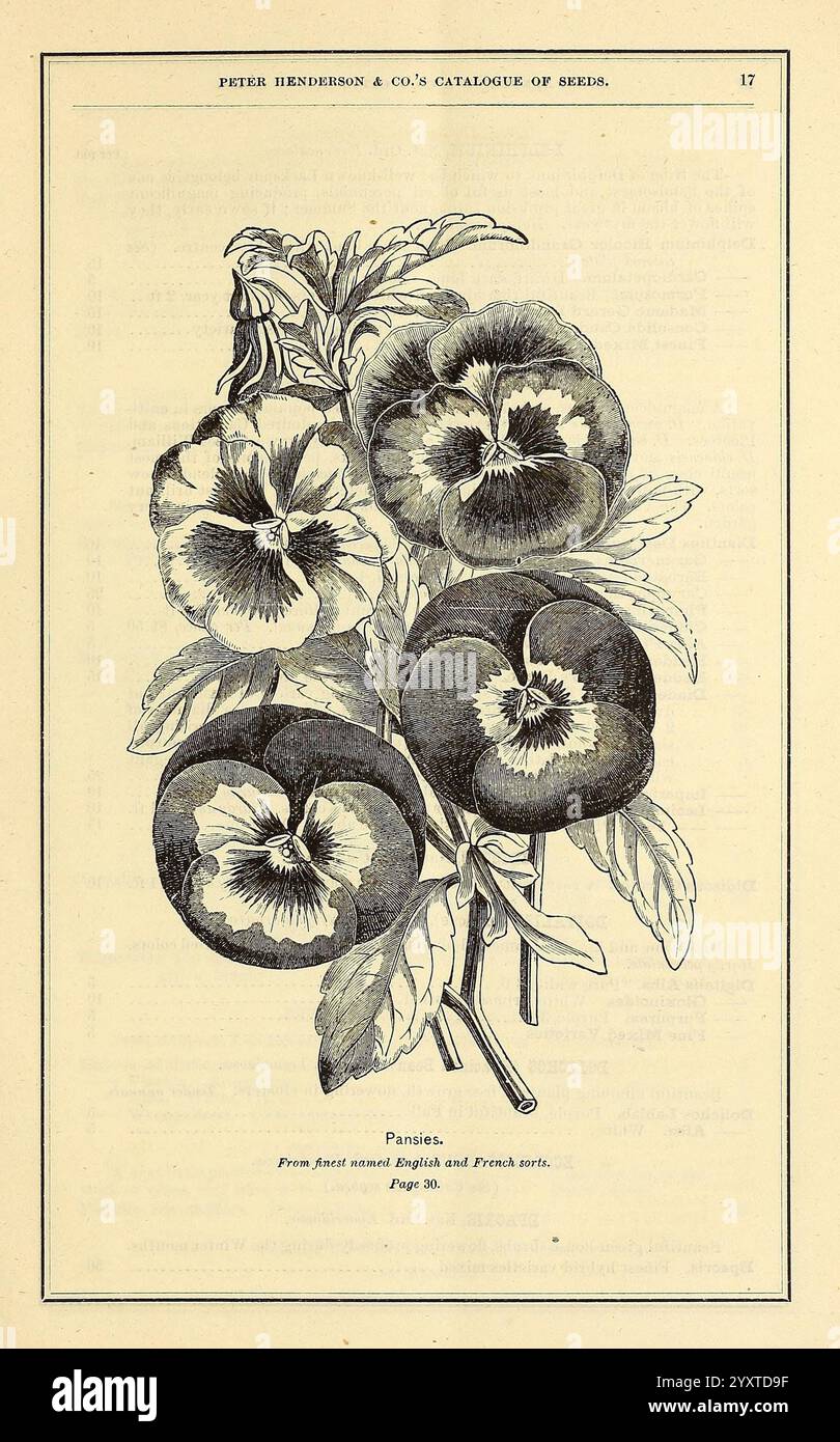 Peter Henderson & Co's Seed Catalog, New York, Peter Henderson & Co, 1872, Blumen, Gartenarbeit, Samen, Stiefmütterchen, Kataloge, Zierpflanzen, Peter Henderson Co, Gartengeschichten, in Bloom, Eine botanische Illustration mit einer Reihe von Stiefmütterchen, die ihre einzigartigen Blütenblätter Muster und Farben zeigen. Das Design betont die zarten Linien und Texturen der Blumen mit komplizierten Details an den Blättern und Stielen. Die Abbildung enthält einen Hinweis auf die Herkunft der Pflanzen, die ihre Herkunft aus Ostasien und dem französischen Norden angibt. Die Gesamtkomposition betont die Schönheit A Stockfoto
