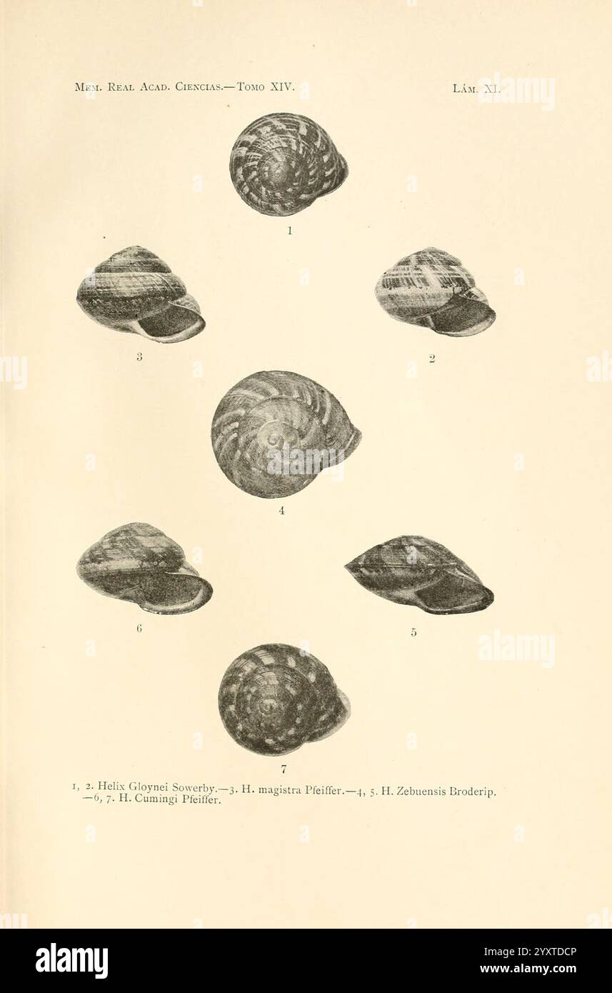 Memorias de la Real Academia de Ciencias Exactas, Fisicas y Naturales de Madrid, Madrid, Impr. Aguado, 1850, Zeitschriften, Wissenschaft, Gesellschaften, Museum of Comparative Zoology, die Illustration zeigt eine Vielzahl von Muscheln, die in einem systematischen Layout angeordnet sind. Jede Schale ist als Referenz nummeriert und enthält spezifische Details. Der Titel identifiziert die Arten und enthält zusätzliche Klassifizierungen für die abgebildeten Schalen. Die Muscheln weisen unterschiedliche Muster und Texturen auf, die die natürliche Schönheit und Vielfalt der Meereslebewesen hervorheben. Diese Anordnung dient der Verbesserung der Studie Stockfoto