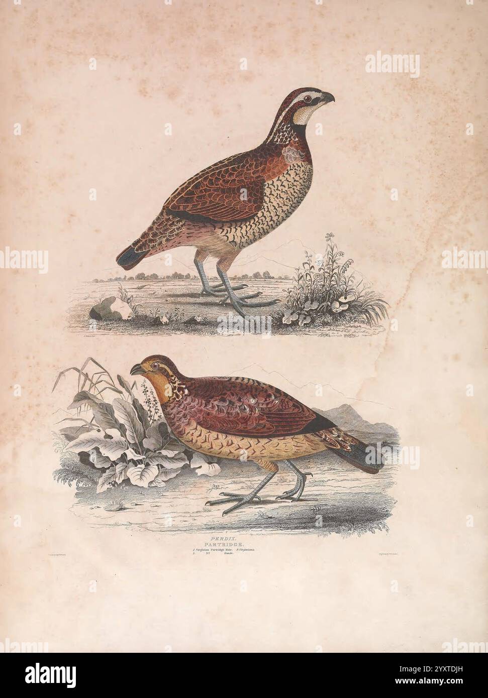 Illustrations of the Game Birds of North America Edinburgh, Frazer & Co, 1834 [d. h. 1835] Birds Game and Game Birds North America Pictorial Works Colinus Virginianus Perdix Virginiana, die Illustration zeigt zwei unterschiedliche Vogelarten in einer natürlichen Umgebung. Der obere Vogel verfügt über ein reich gemustertes Gefieder mit einer Kombination aus rötlich-braunen und cremefarbenen Tönen, das auf einem grasbewachsenen Fleck mit kleinen Blüten stolz ist. Die detaillierte Darstellung hebt die Texturen und Farben der Federn hervor. Der untere Vogel zeigt eine eher gedämpfte Palette mit ähnlichen rötlich-braunen Tönen und i Stockfoto